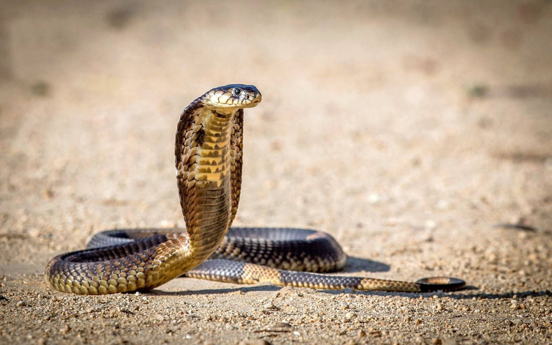 Curious Cobra Snake Background
