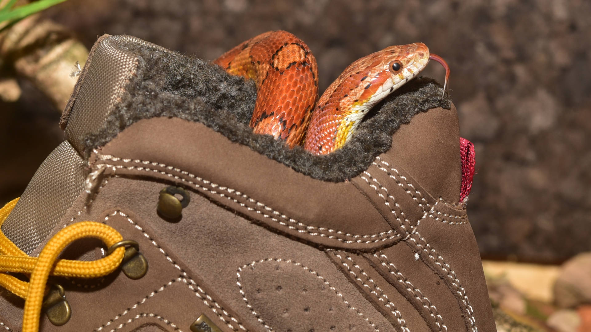 Curious Corn Snake Exploring A Shoe Background