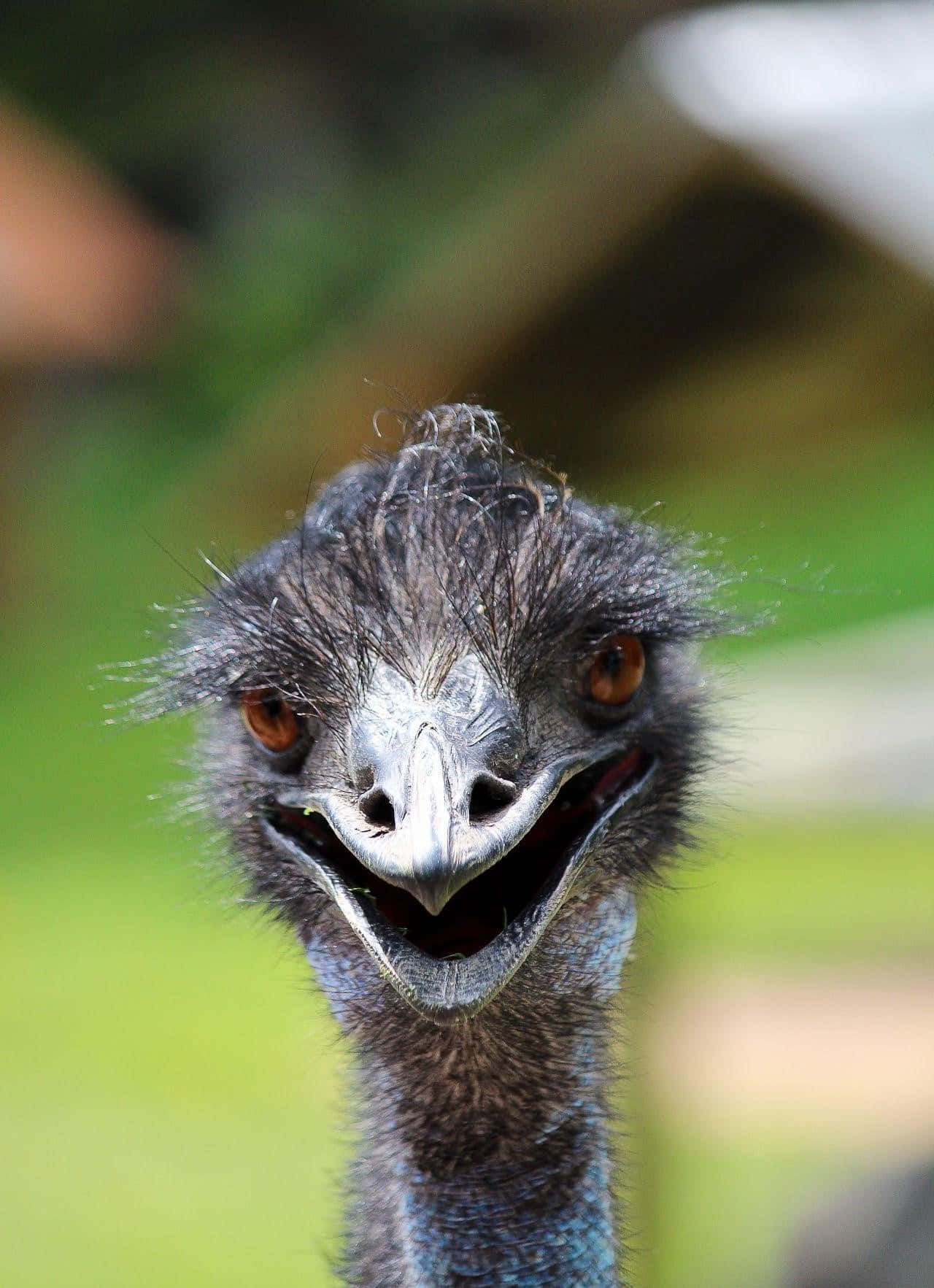 Curious Emu Close Up Background