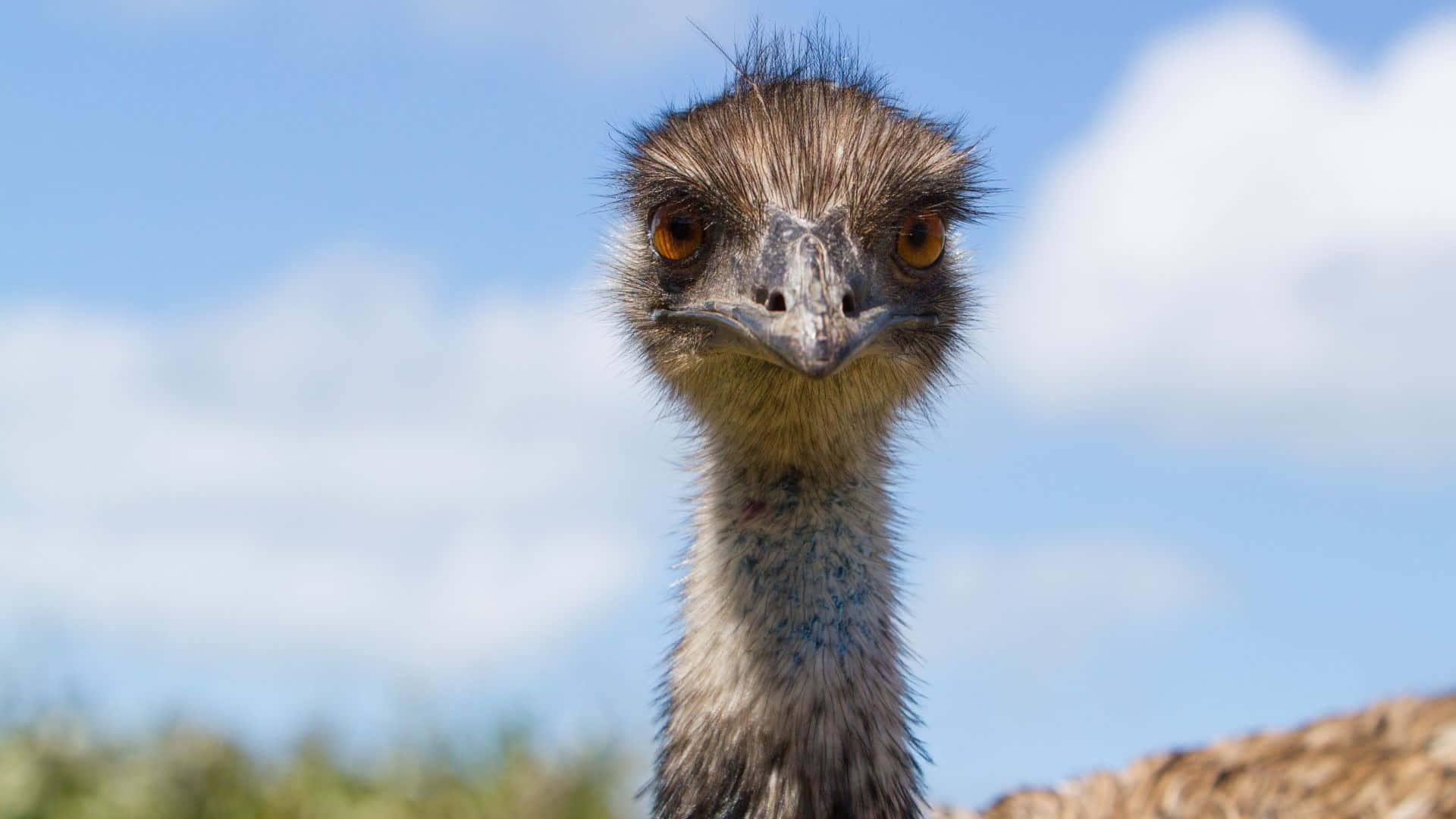 Curious Emu Close Up Background