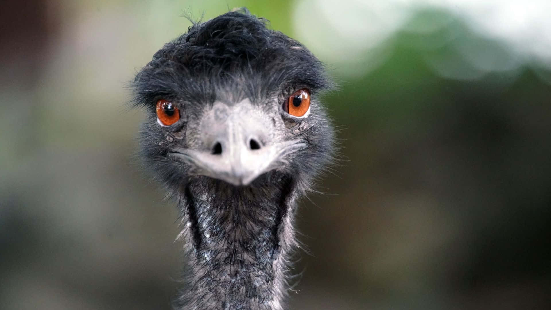 Curious Emu Close Up Background