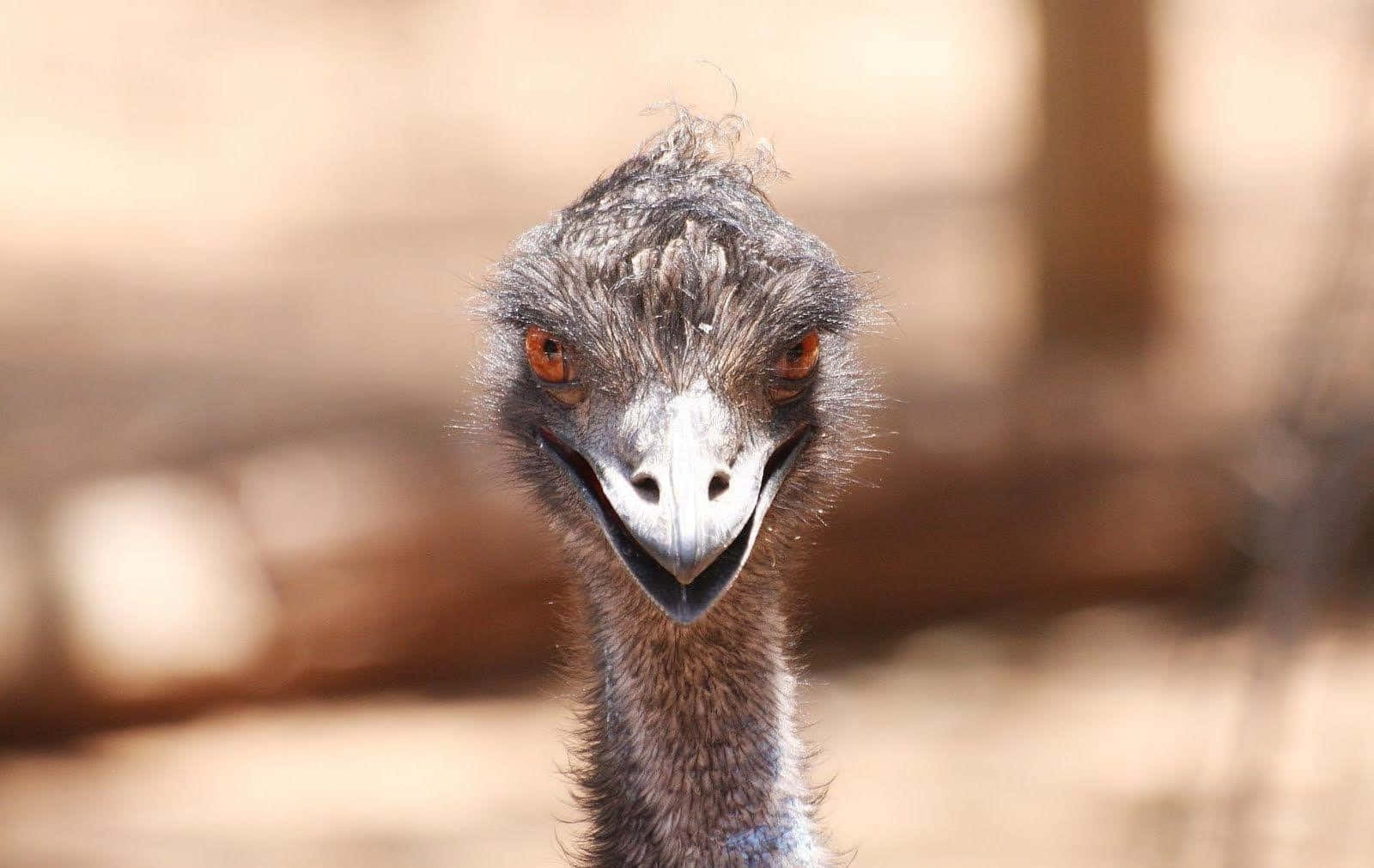 Curious Emu Close Up