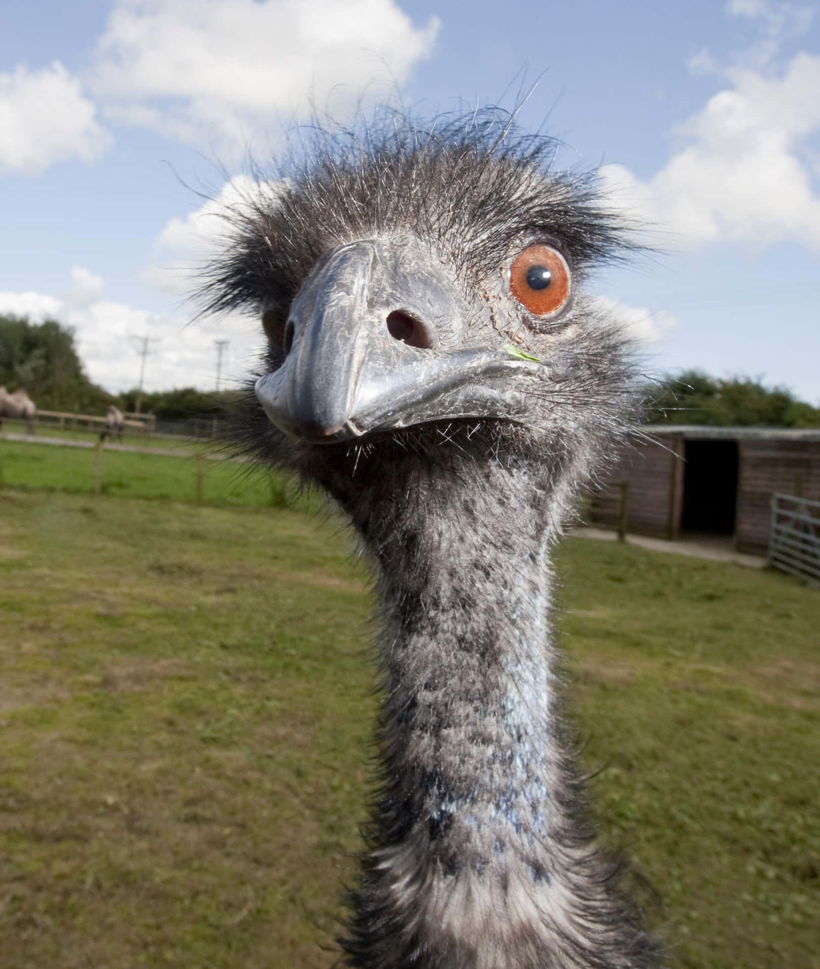 Curious Emu Close Up Background