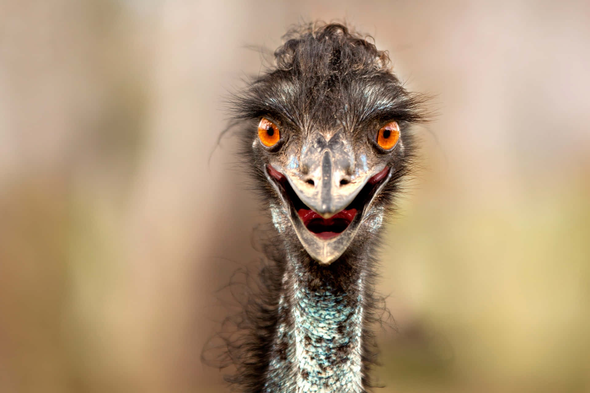 Curious Emu Close Up Background