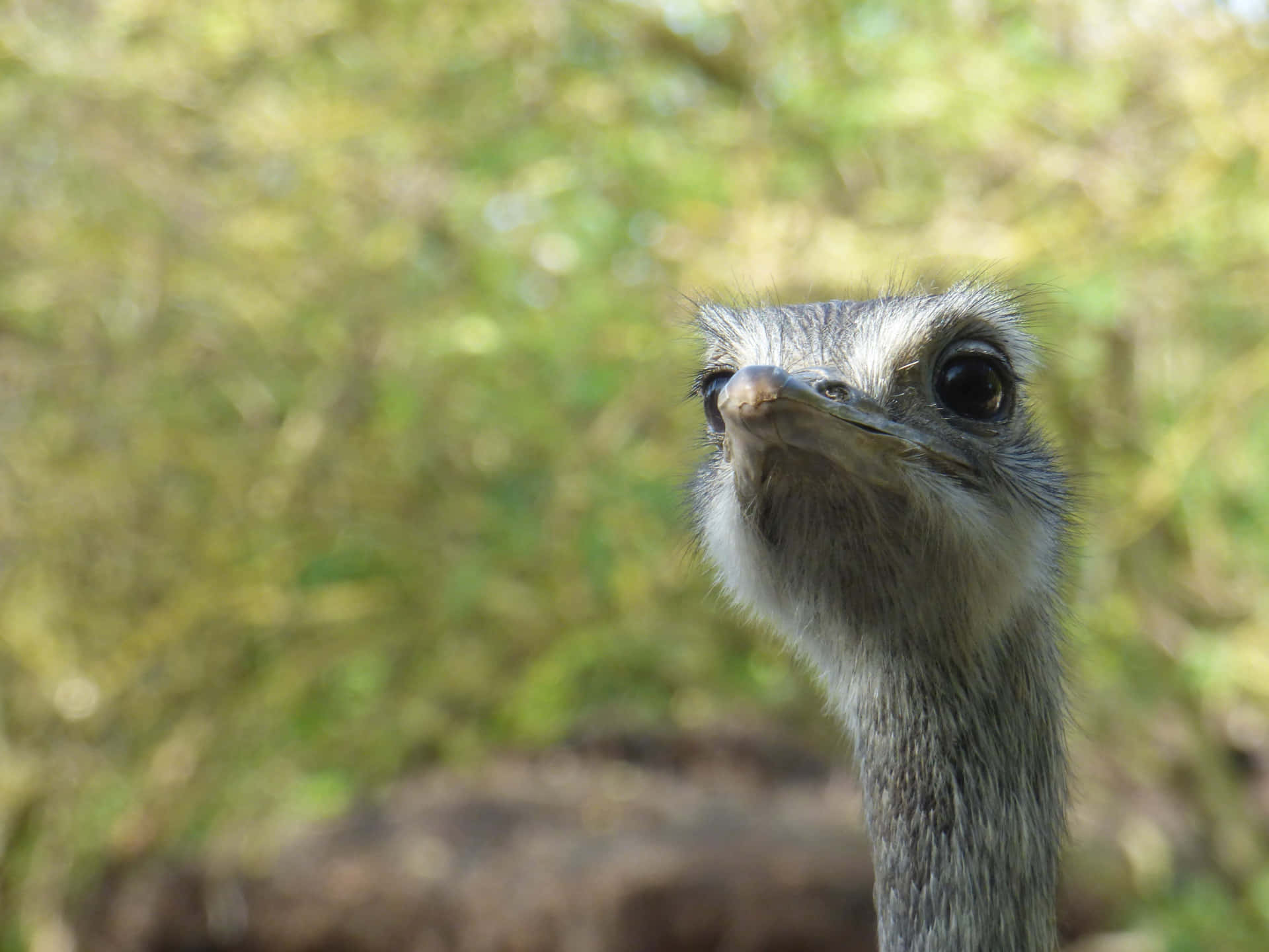 Curious Emu Portrait Background