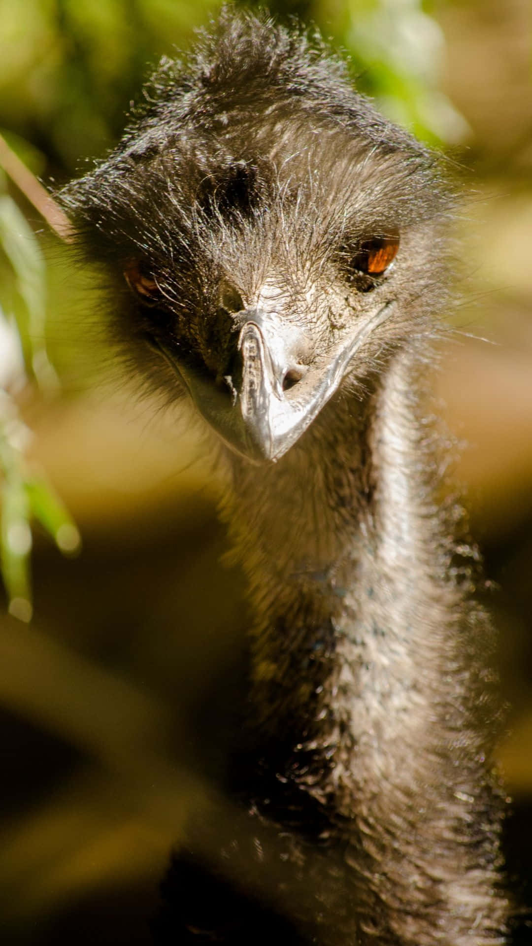 Curious Emu Portrait