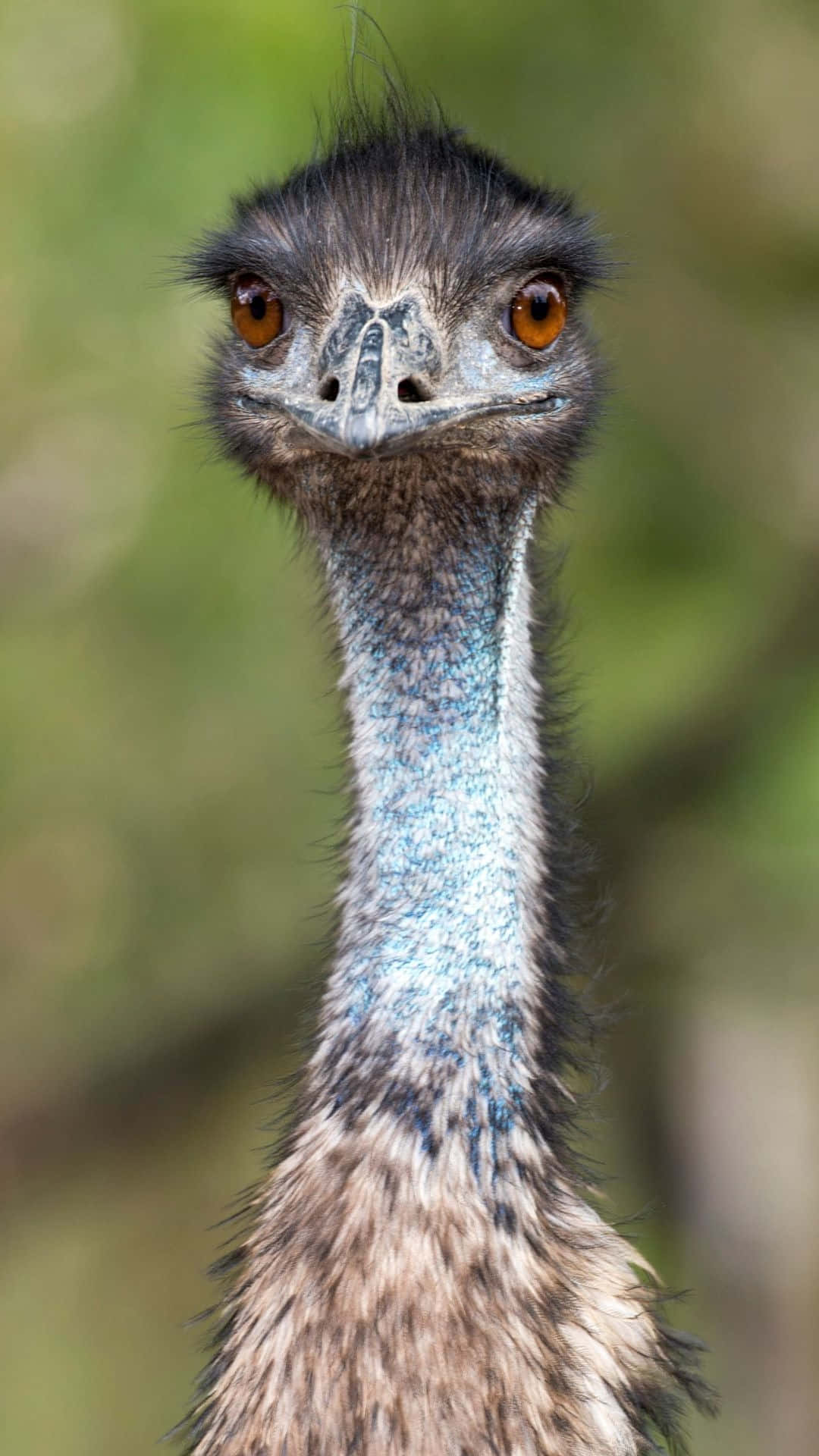 Curious Emu Portrait Background