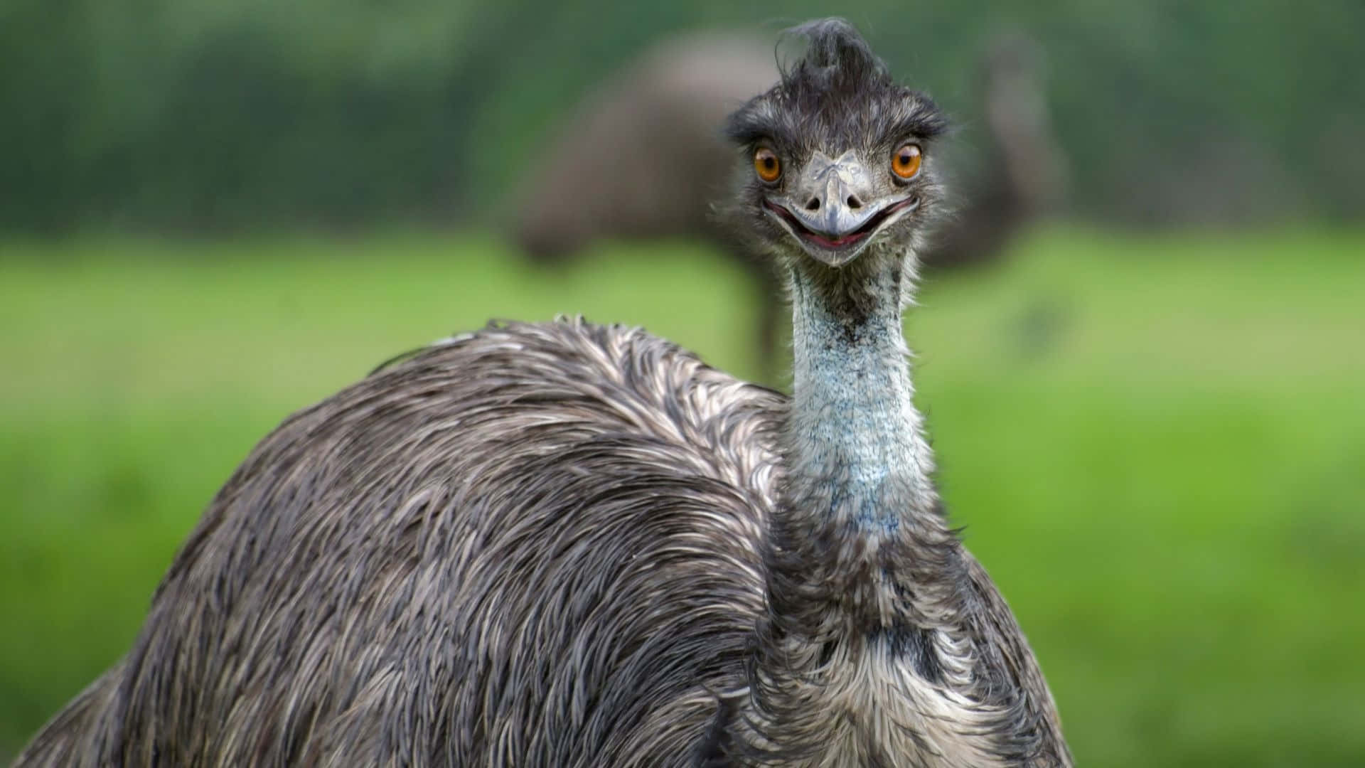 Curious Emu Up Close.jpg