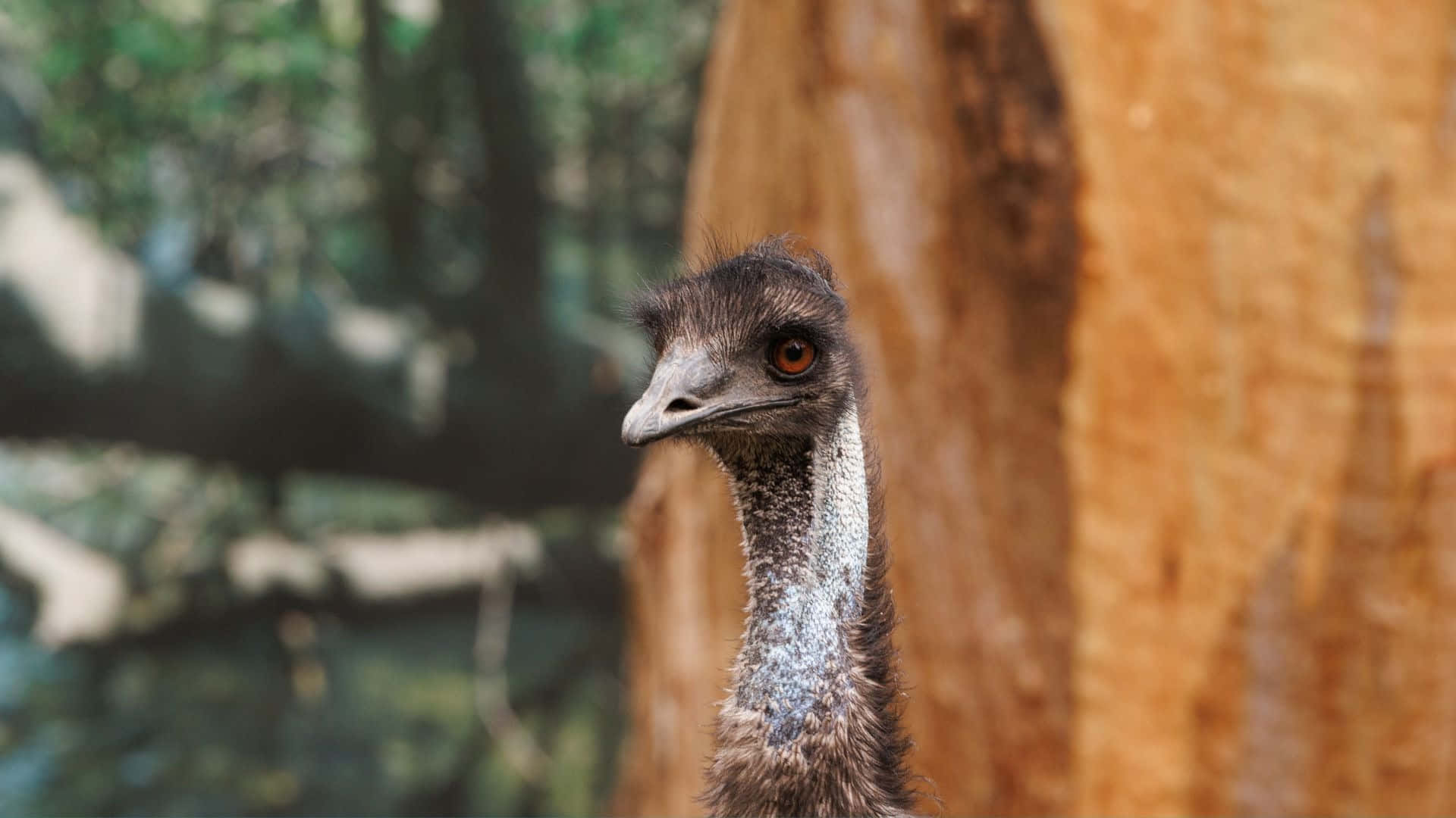 Curious Emu Up Close.jpg Background