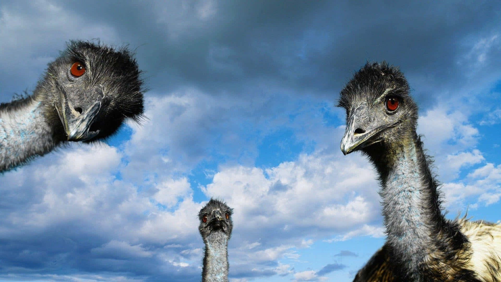 Curious Emus Under Cloudy Sky