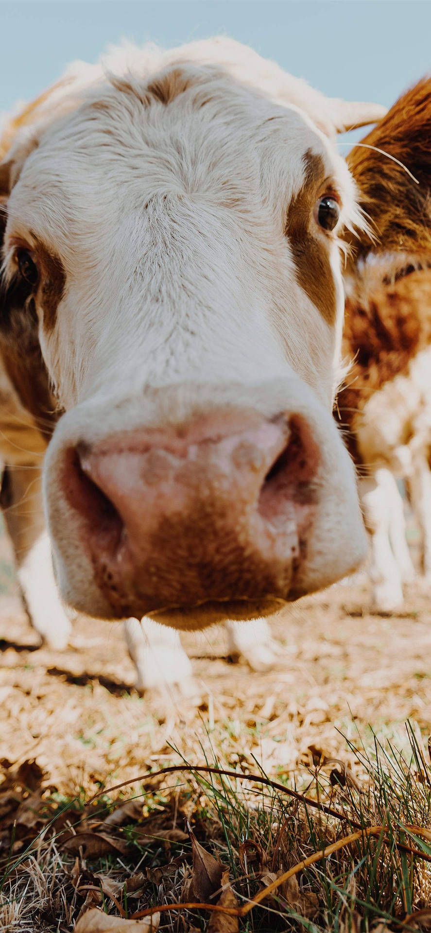 Curious Farm Animal Cattle Close Up Background