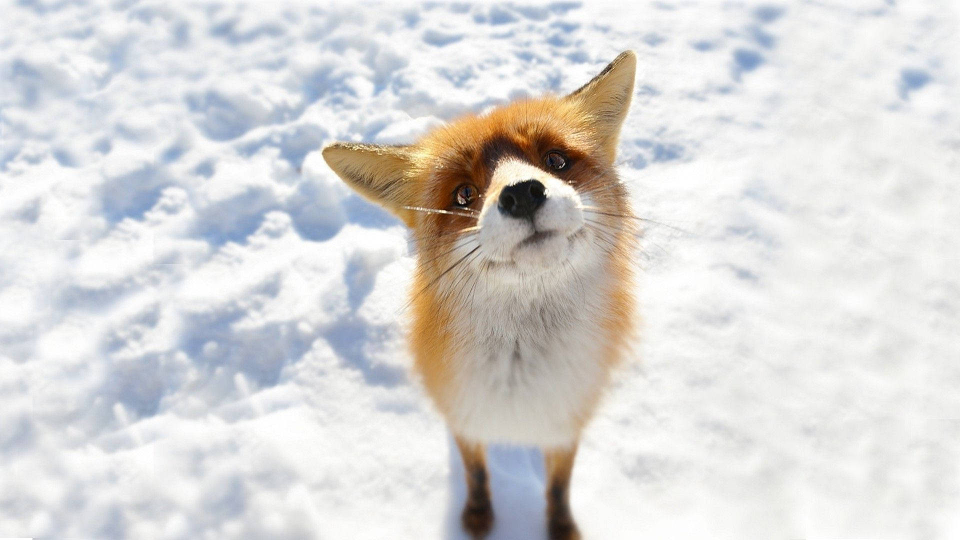 Curious Fox On Snow Background