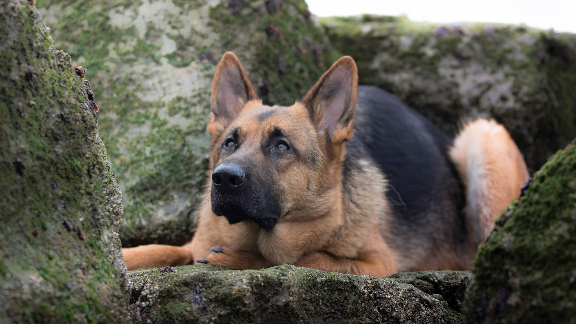 Curious German Shepherd Dog Background