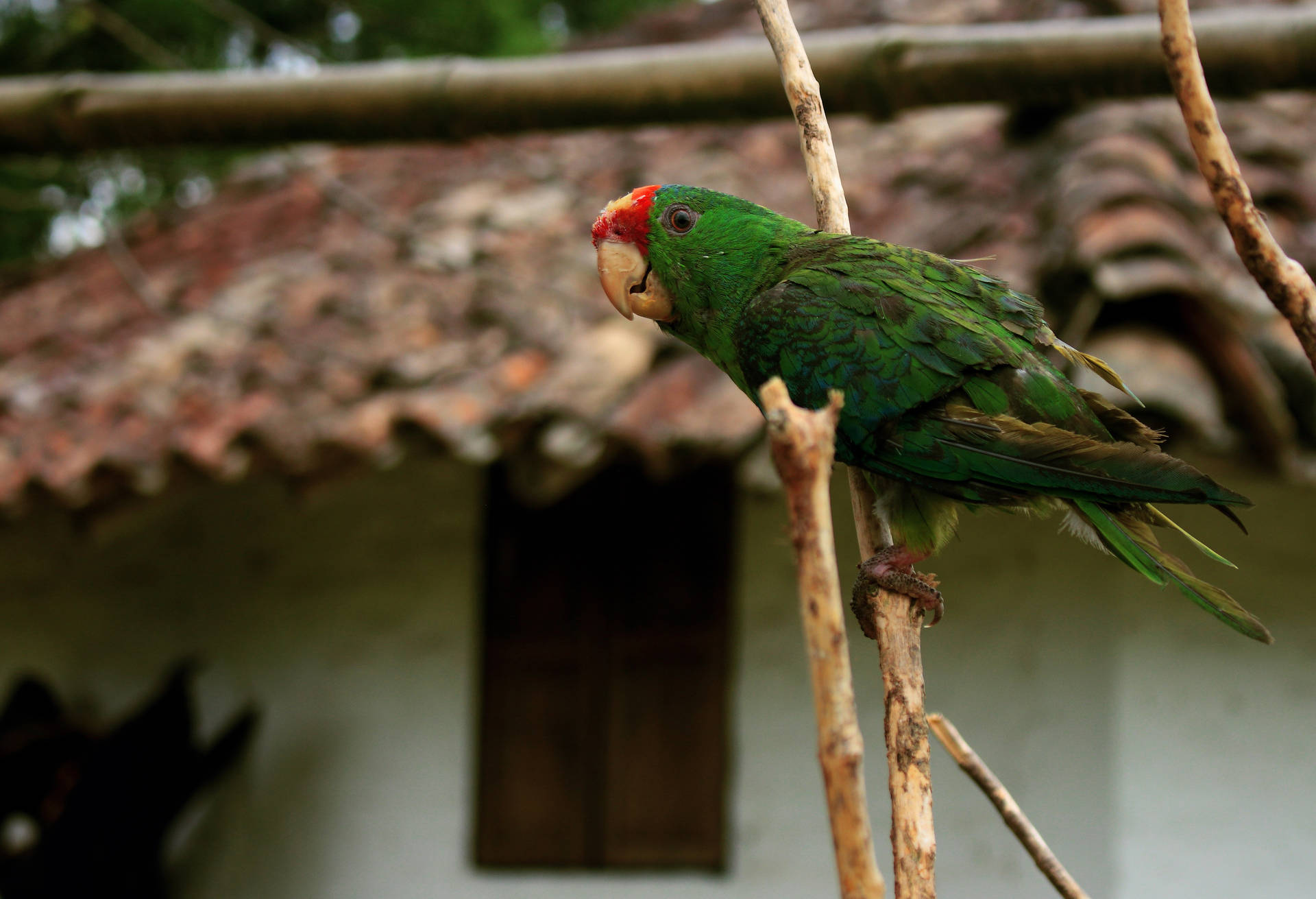 Curious Green Parrot Hd