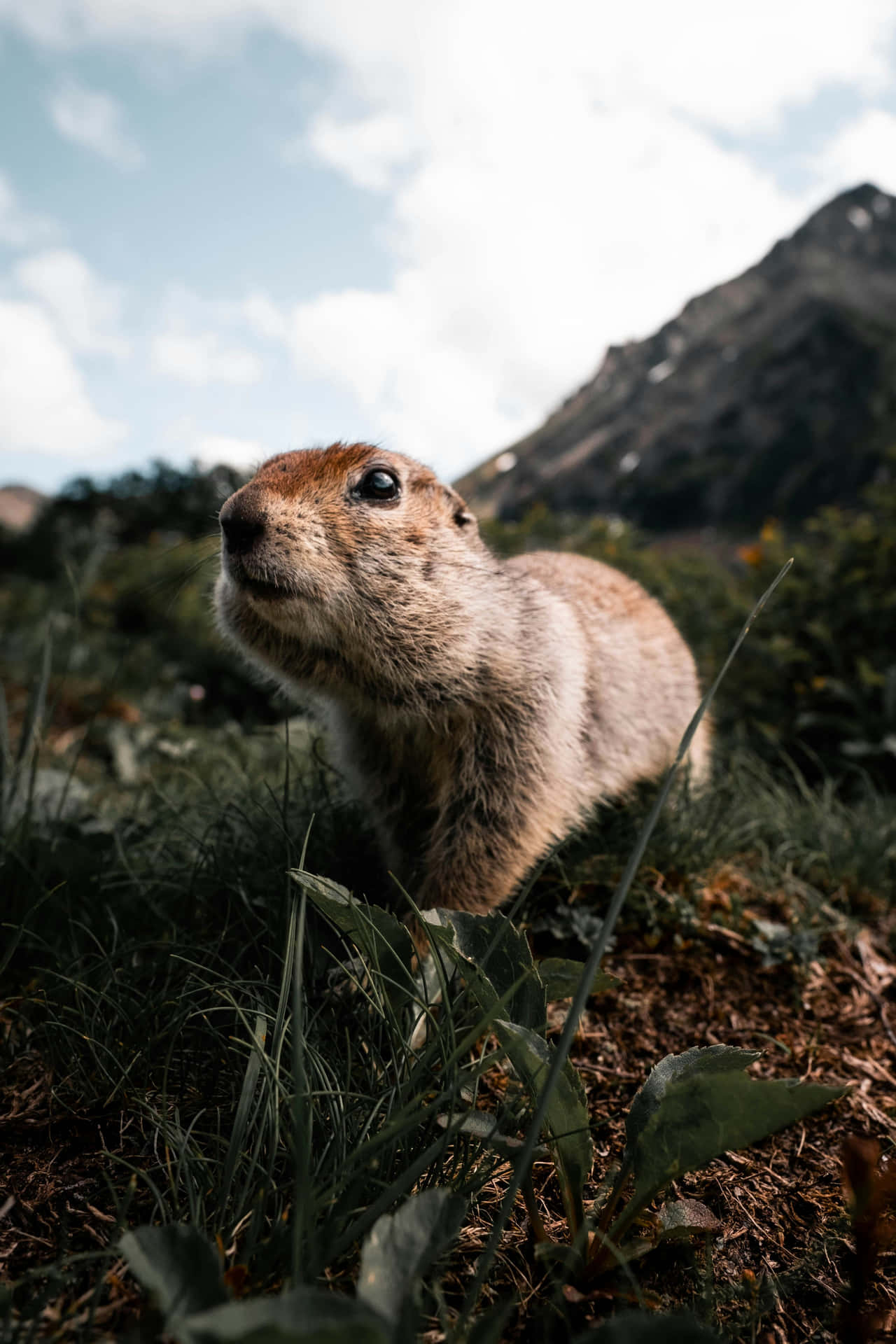 Curious Groundhogin Nature.jpg Background