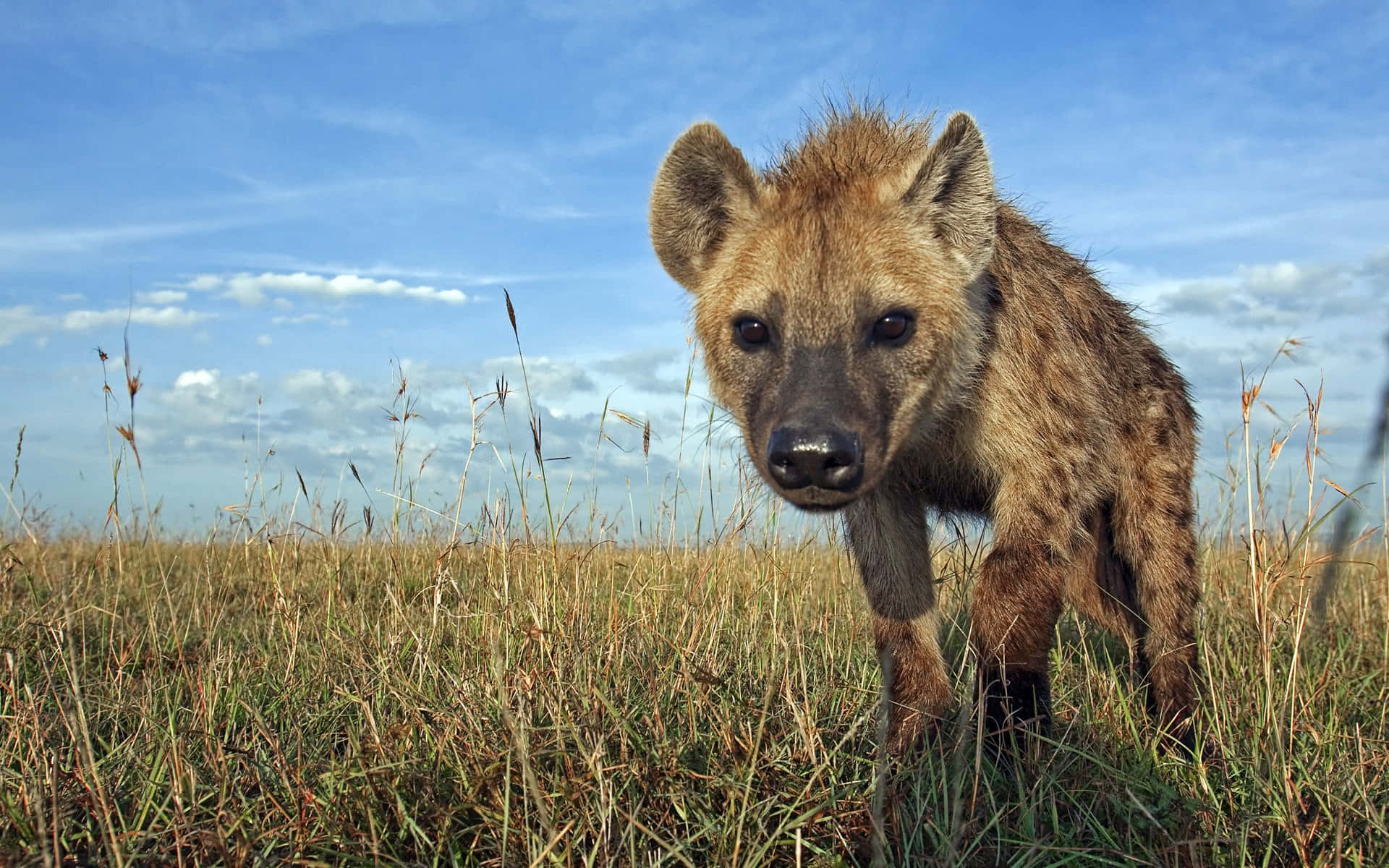 Curious Hyenain Grassland.jpg