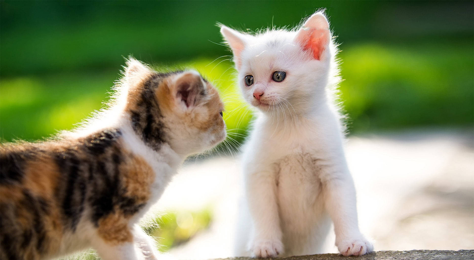 Curious Kittens Meeting Outdoors Background