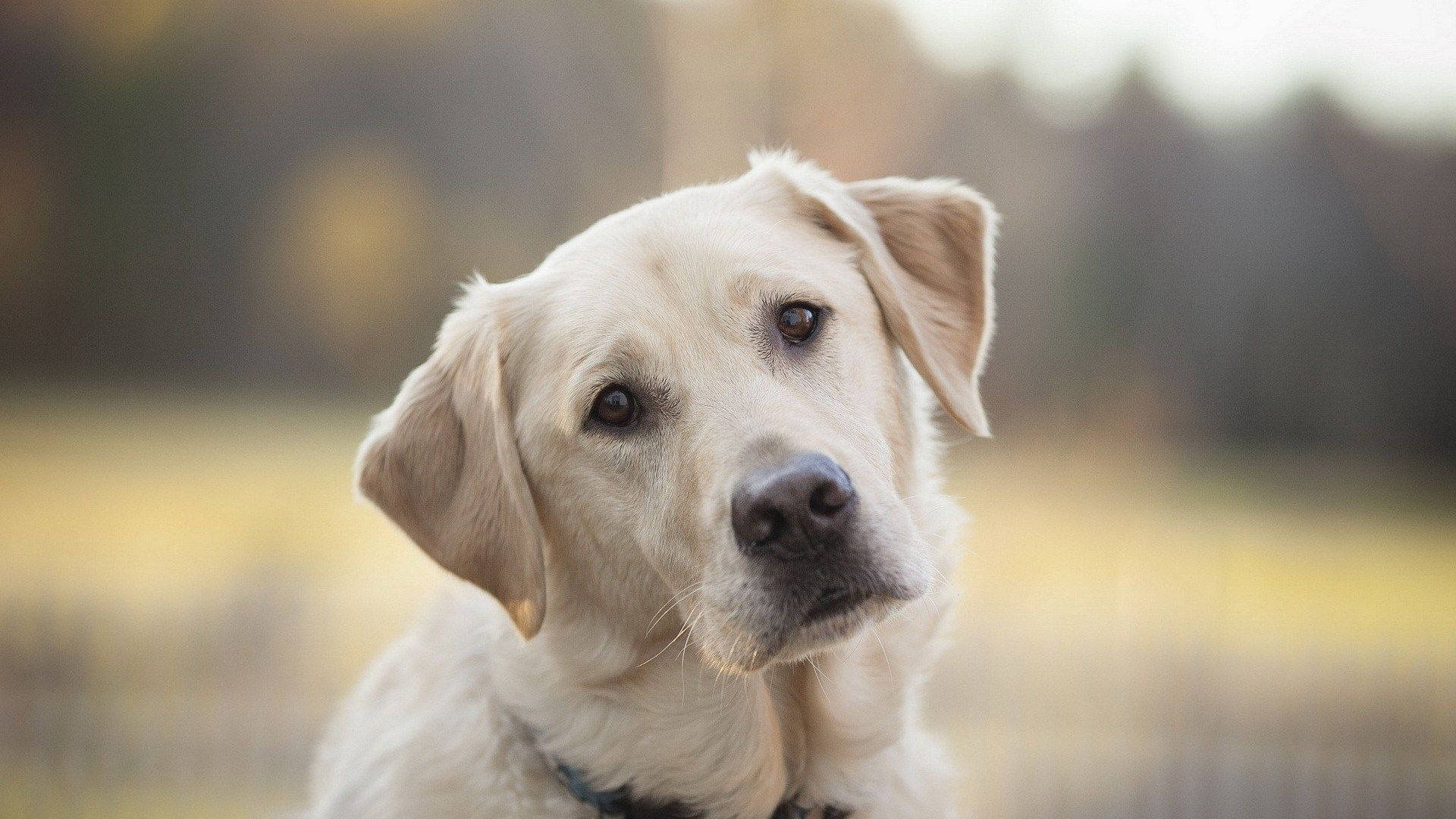 Curious Labrador Dog Background