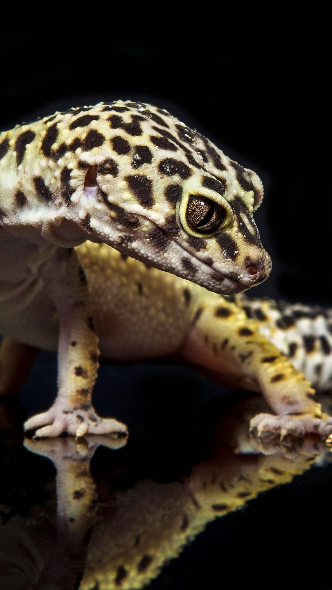 Curious Leopard Gecko Portrait Background