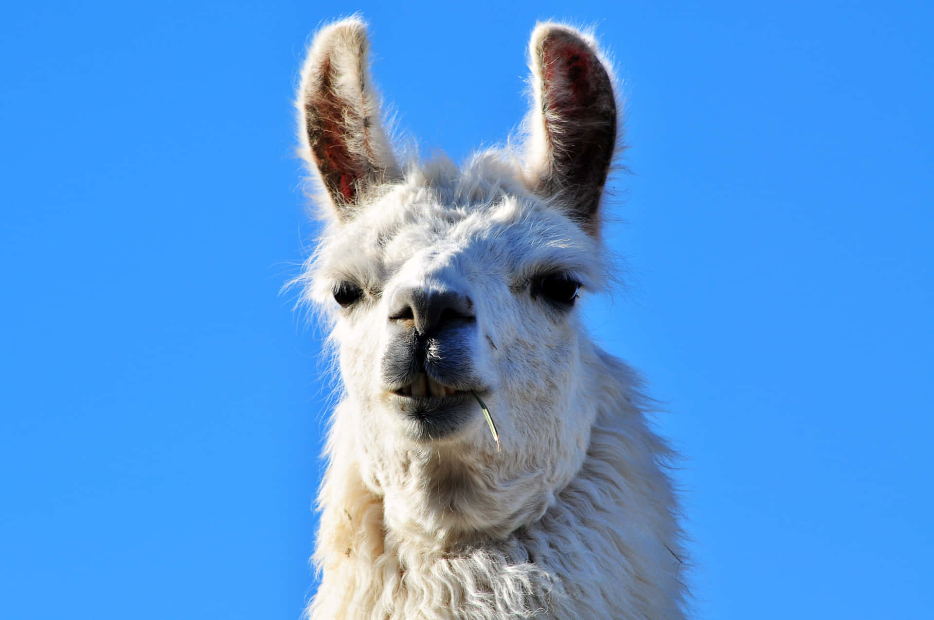 Curious Llama Blue Sky Background Background