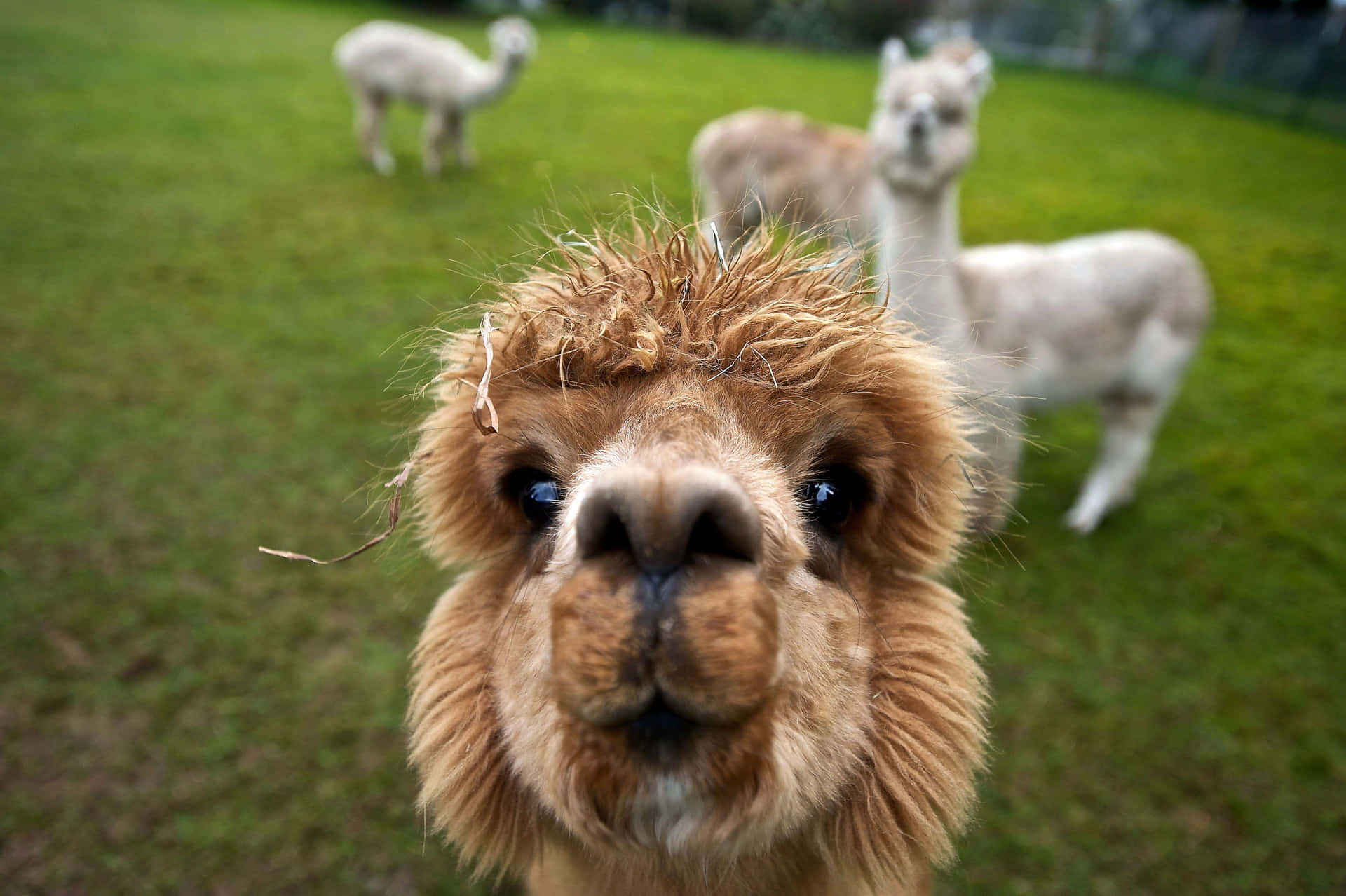 Curious Llama Close Up Background