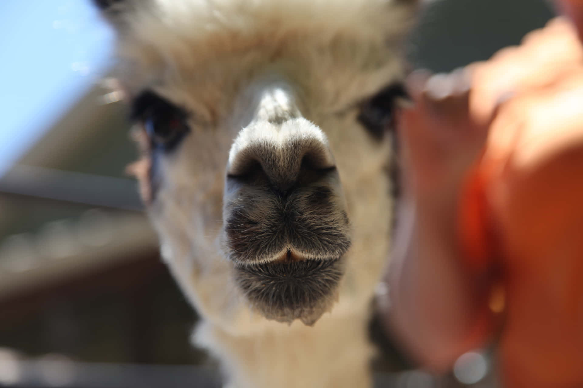 Curious Llama Close Up Background