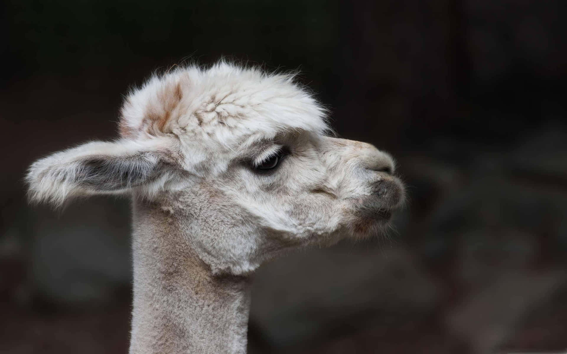 Curious Llama Portrait.jpg Background