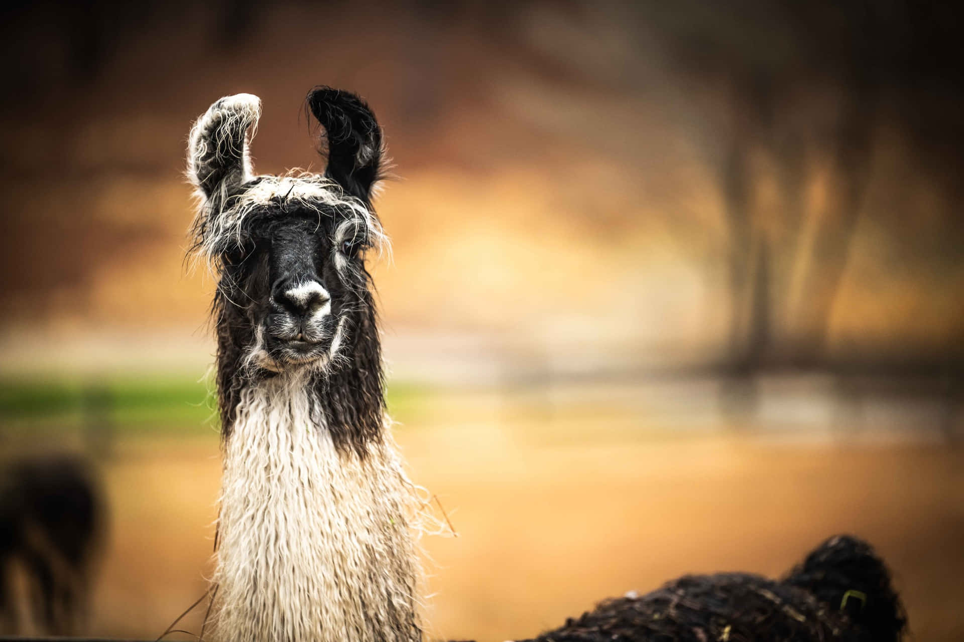 Curious Llama Portrait.jpg Background