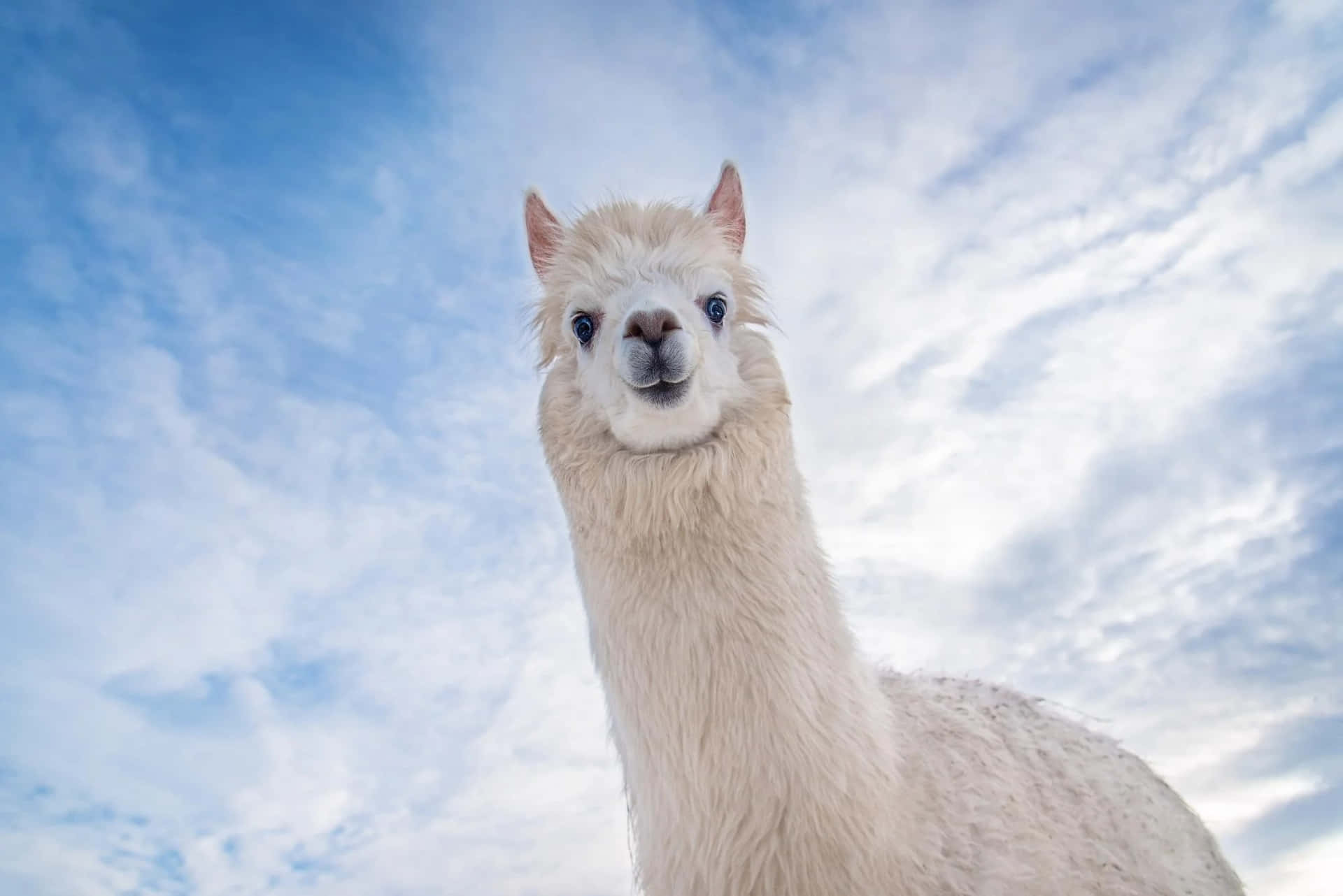 Curious Llama Up Close.jpg Background