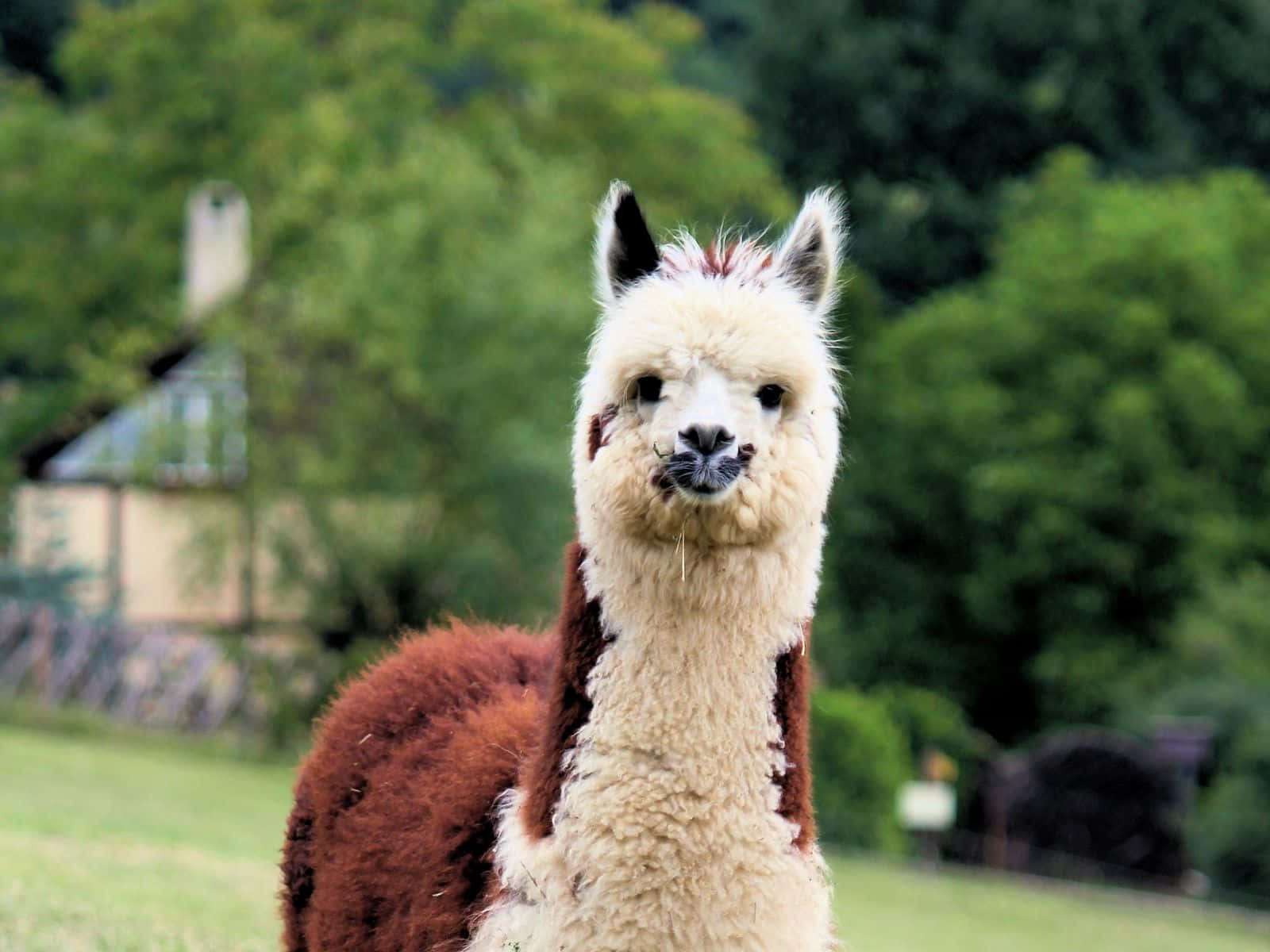 Curious Llamain Countryside.jpg Background