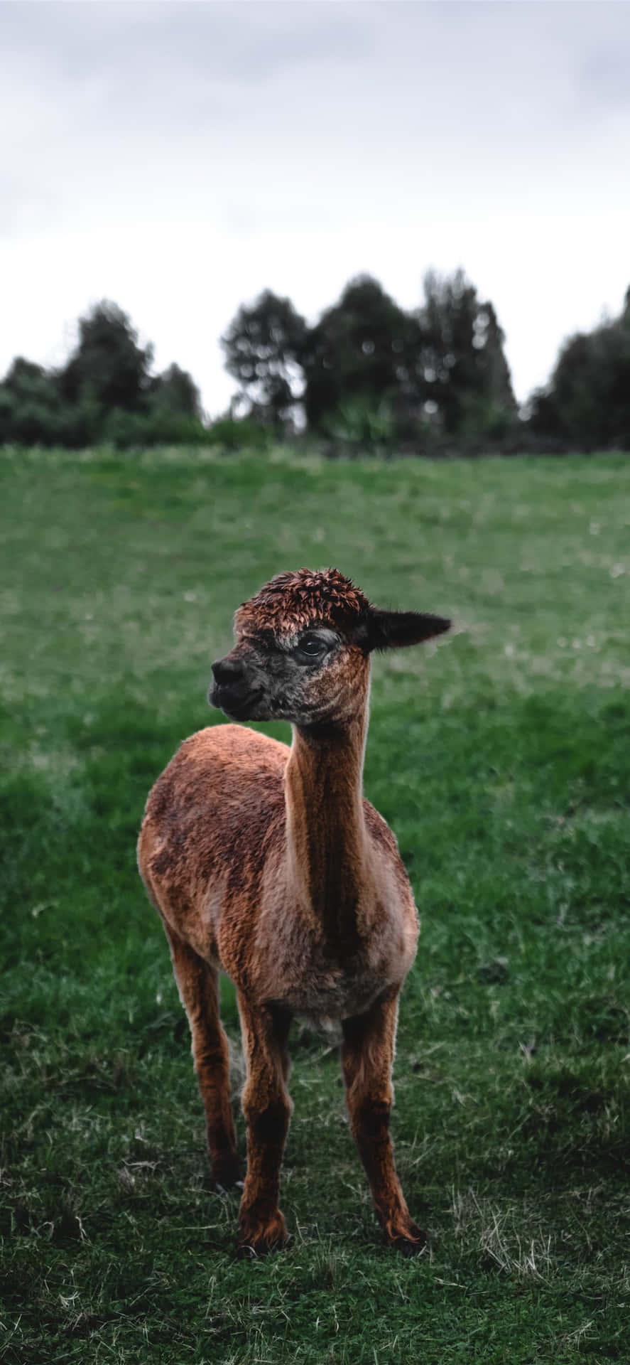 Curious Llamain Field.jpg Background