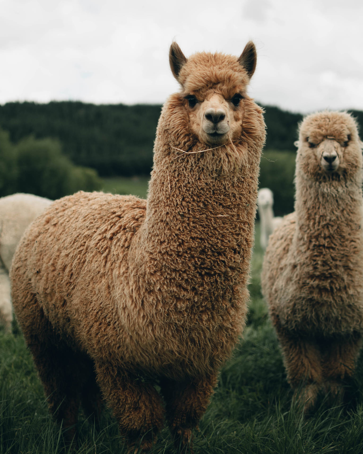 Curious Llamas Looking Background