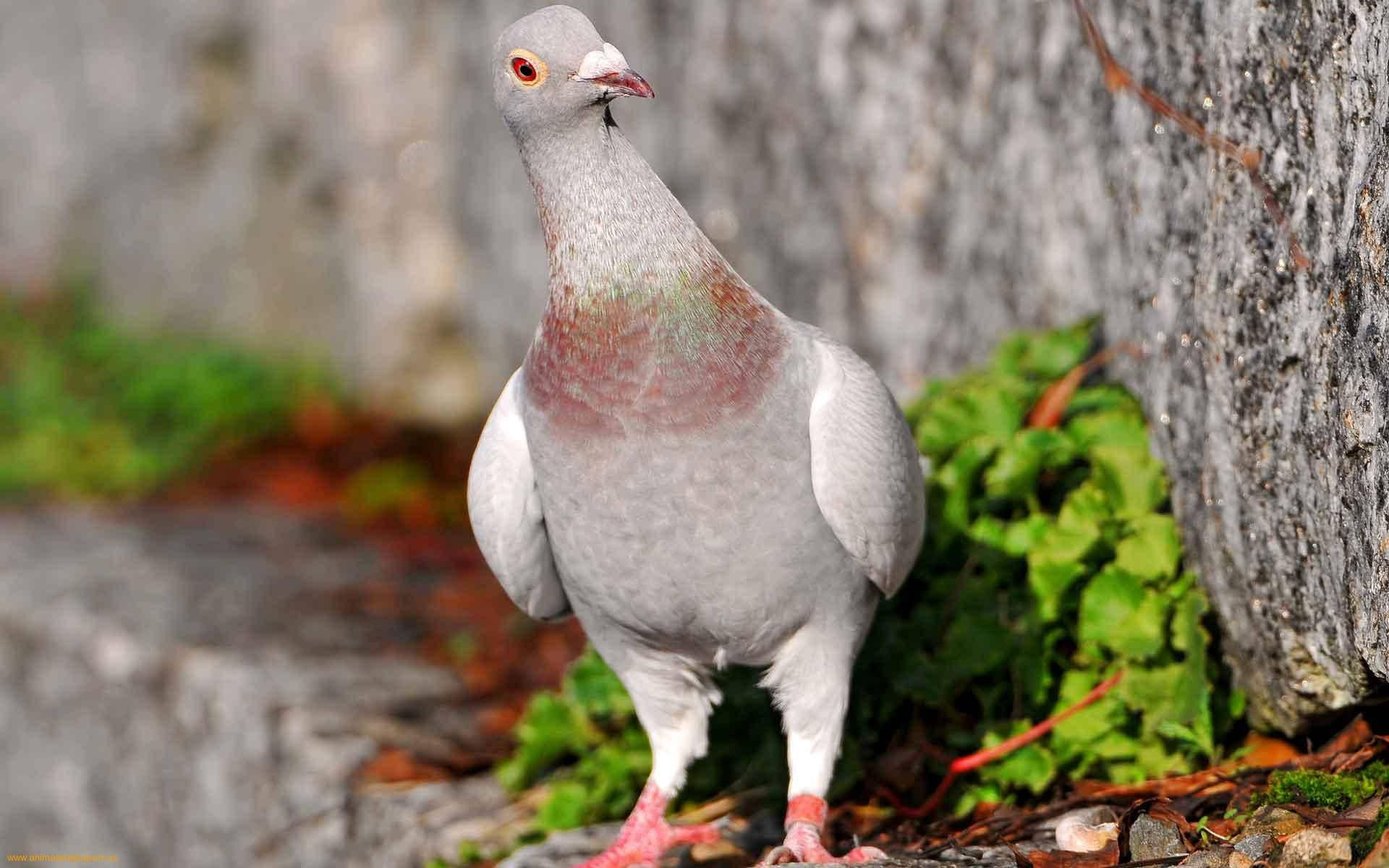 Curious Looking Standing Gray Pigeon Background