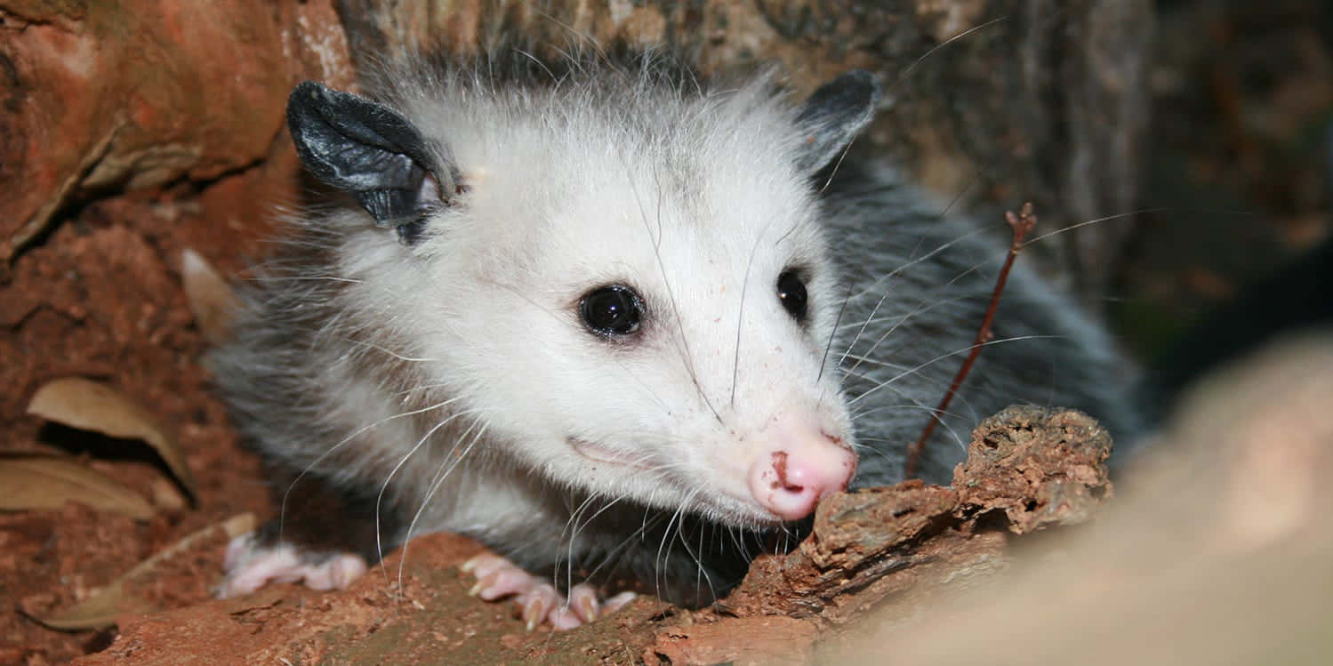 Opossum Backgrounds