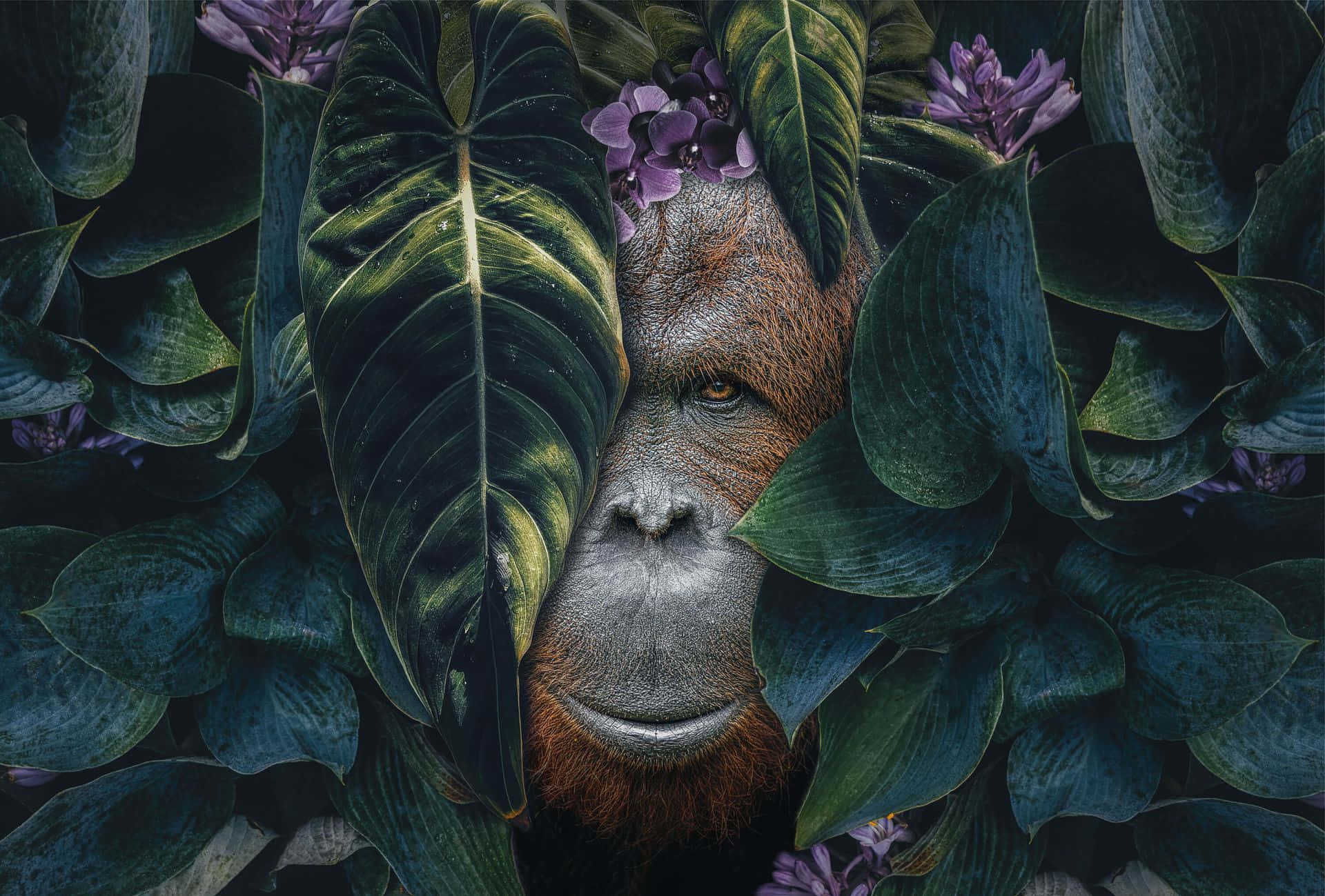 Curious Orangutan Amongst Greens