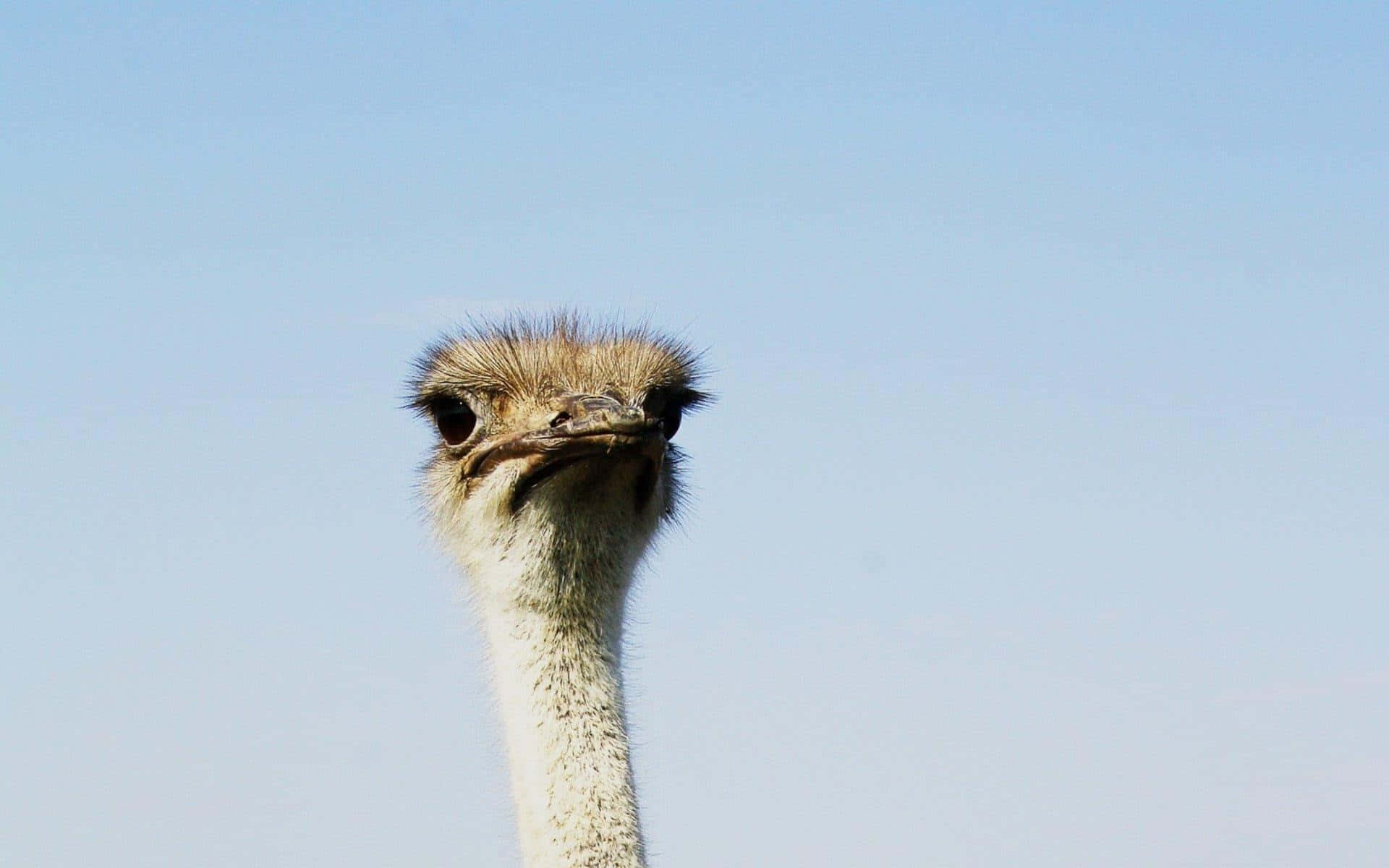 Curious Ostrich Head Against Sky.jpg Background