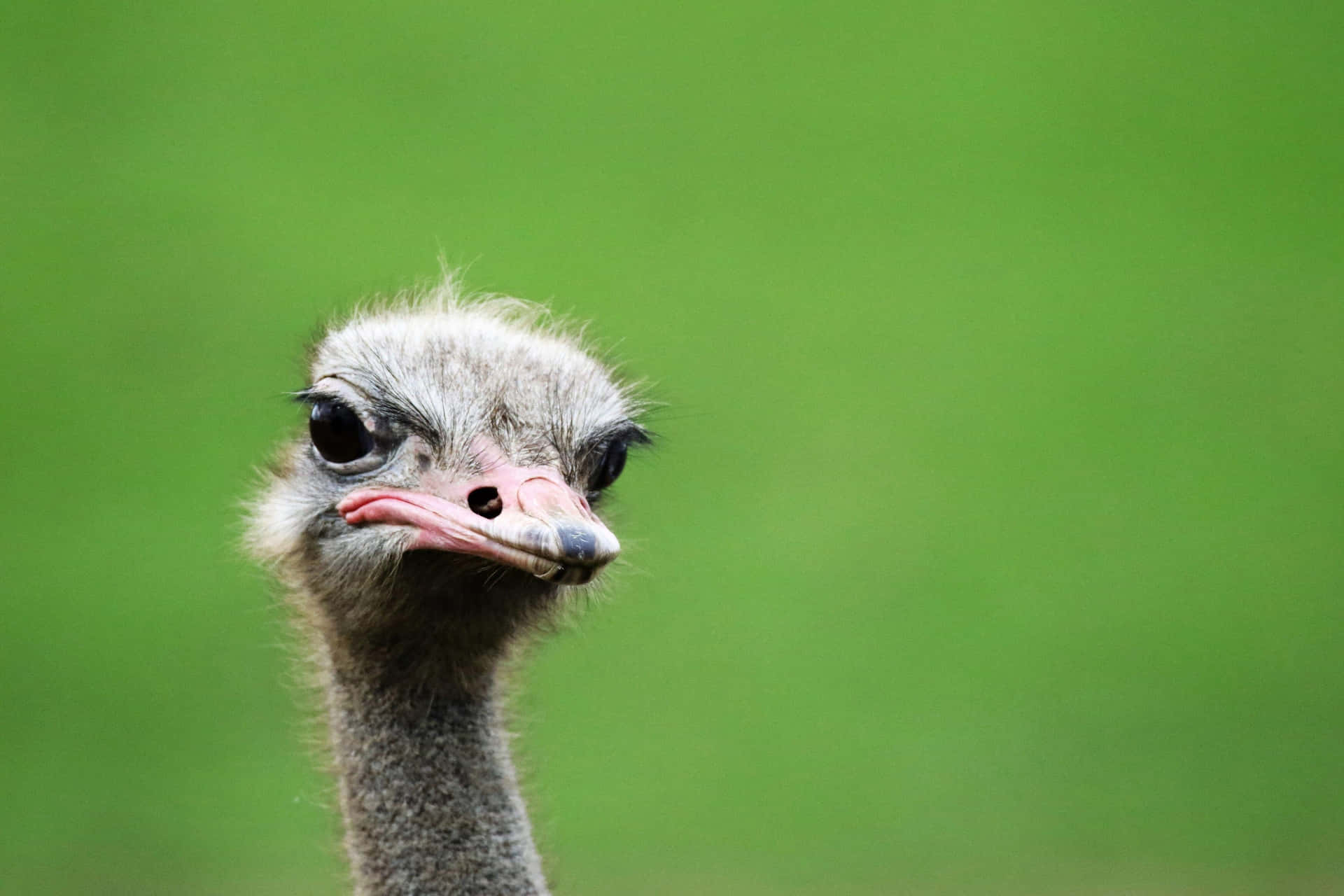 Curious Ostrich Portrait Green Background.jpg