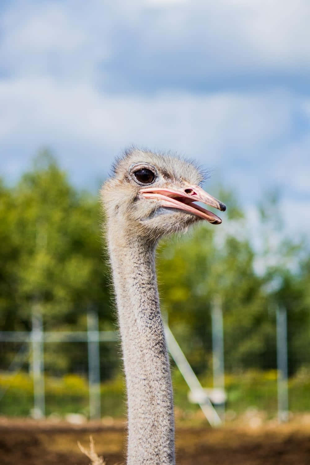 Curious Ostrich Portrait.jpg