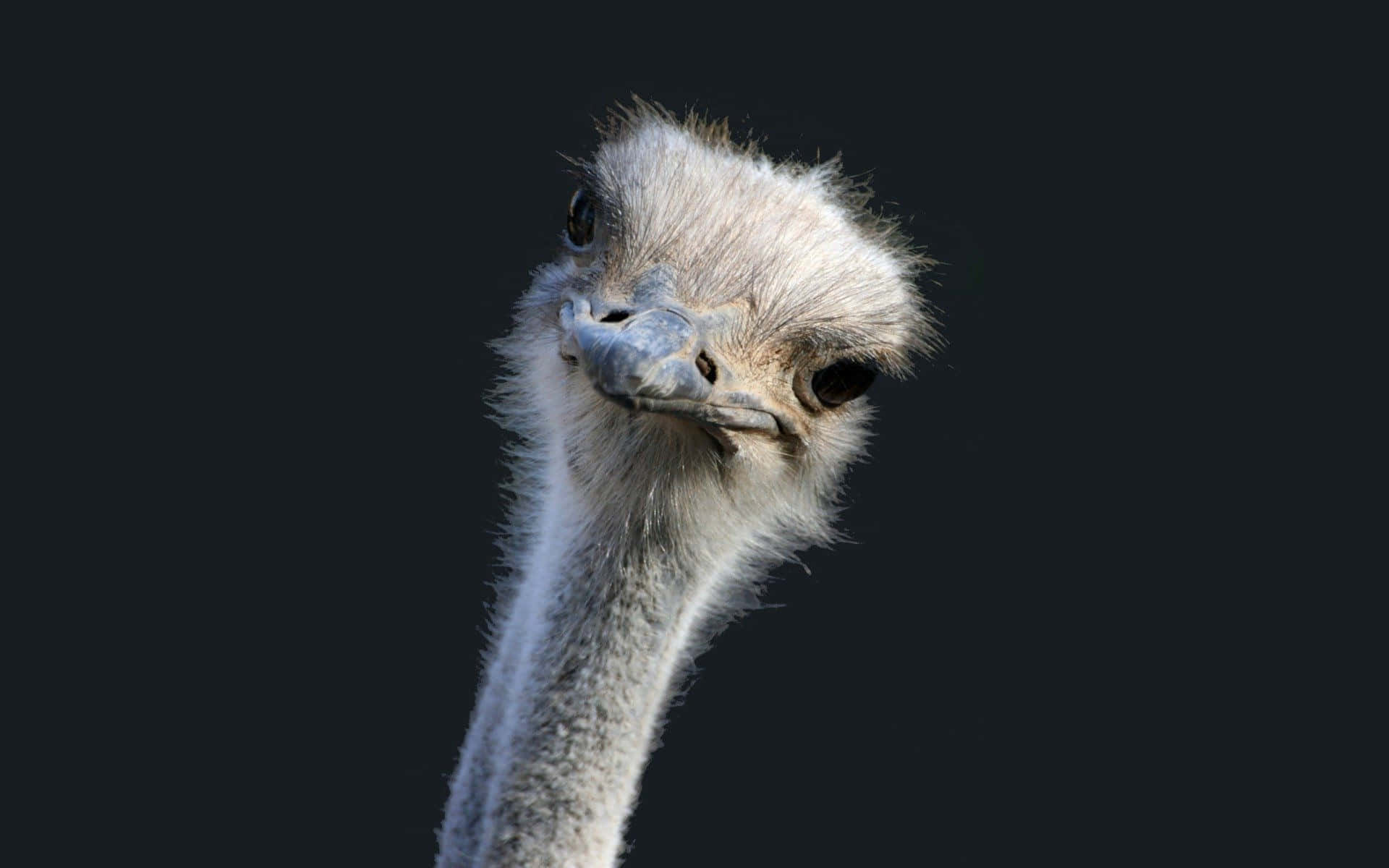 Curious Ostrich Portrait Background