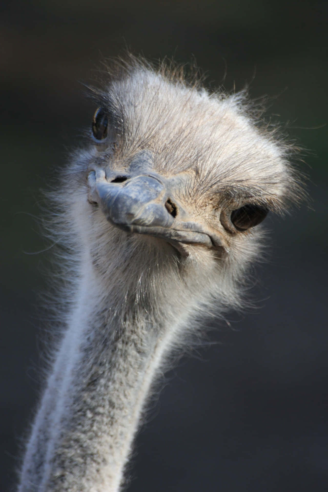 Curious Ostrich Portrait