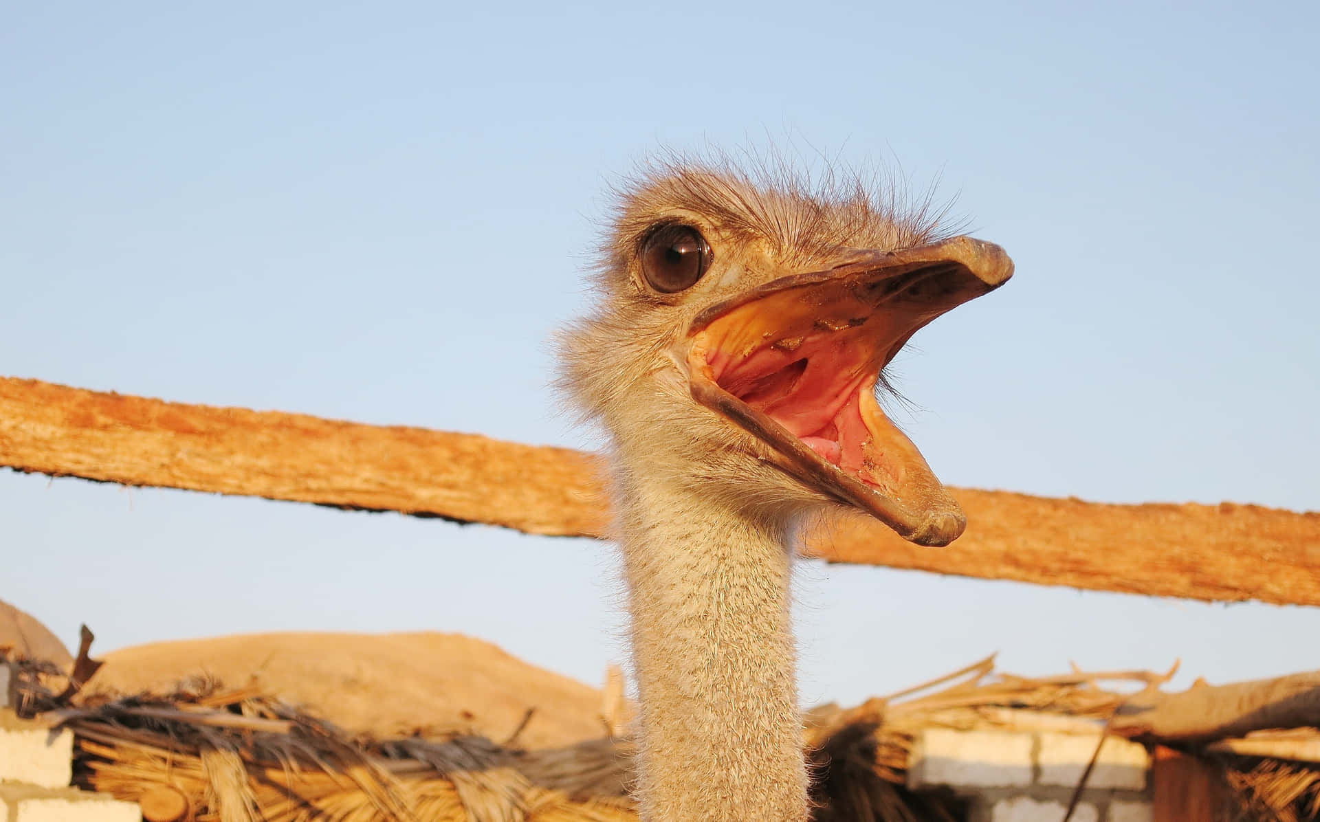 Curious Ostrich Up Close.jpg Background