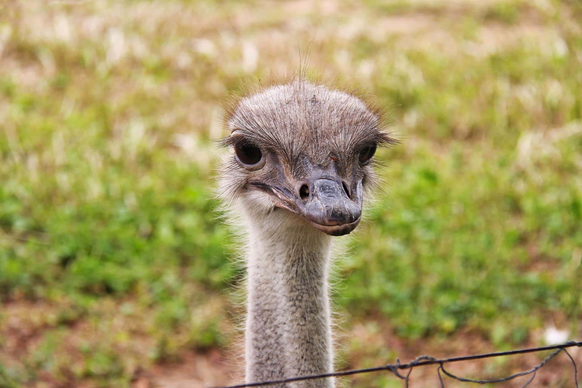 Curious Ostrich Up Close.jpg Background