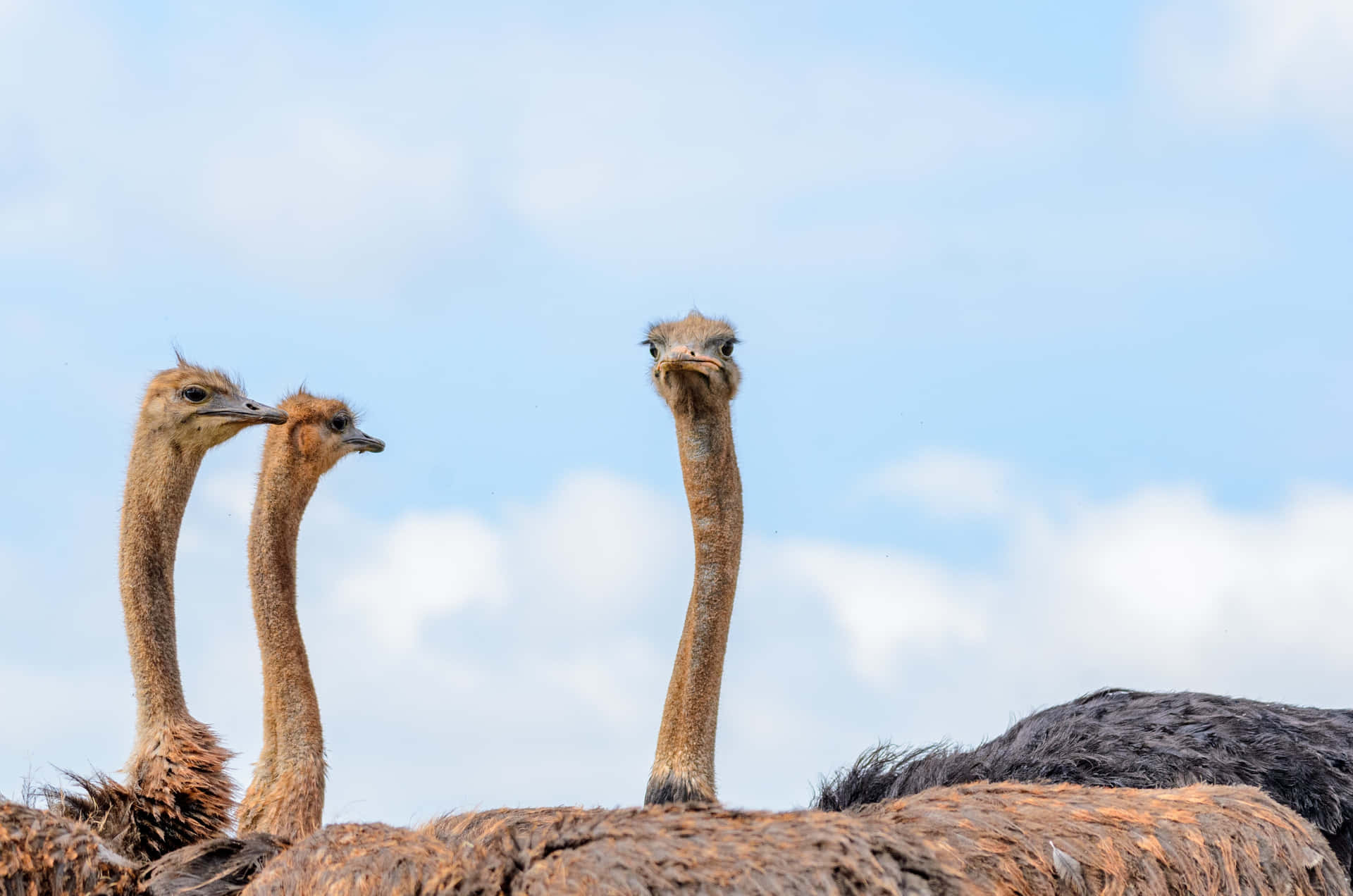 Curious Ostriches Blue Sky Background