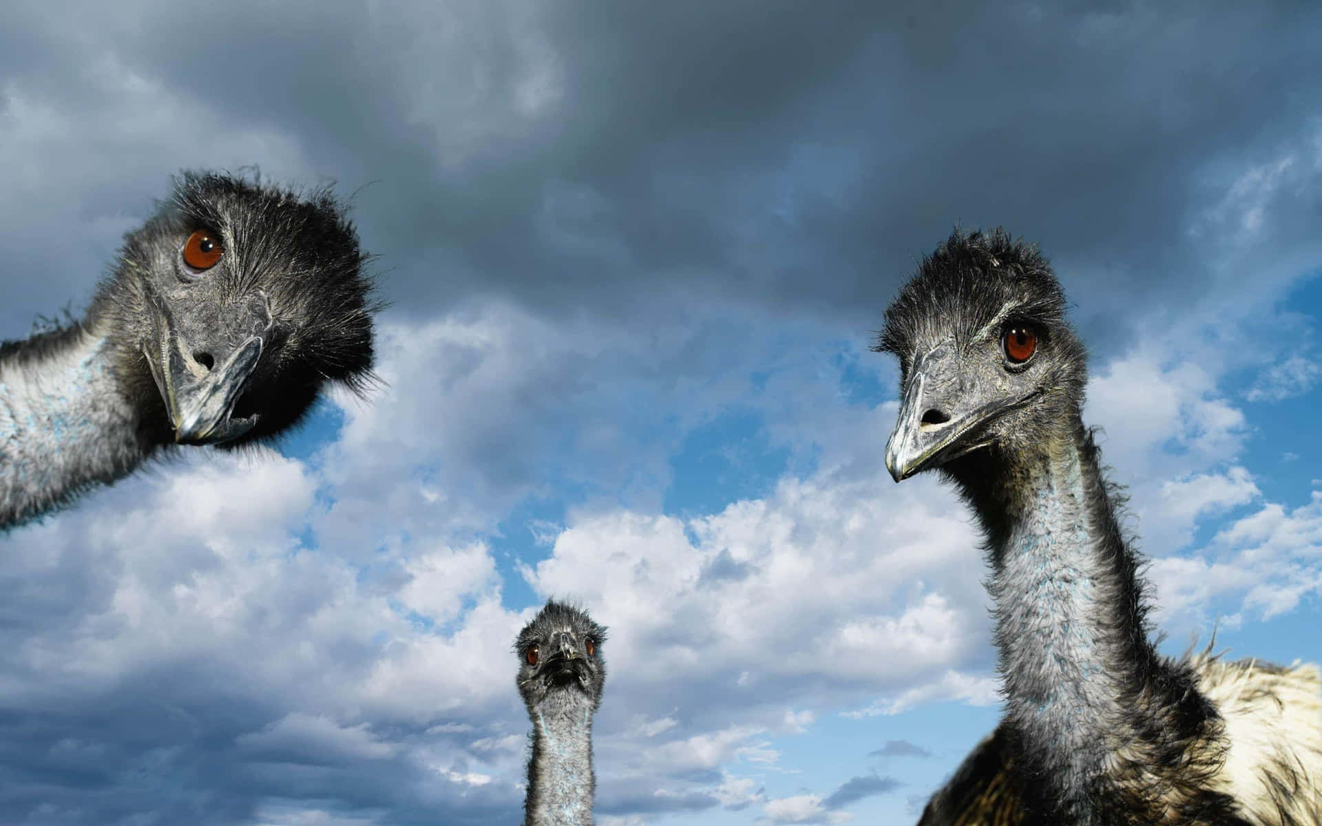 Curious Ostriches Under Cloudy Sky Background