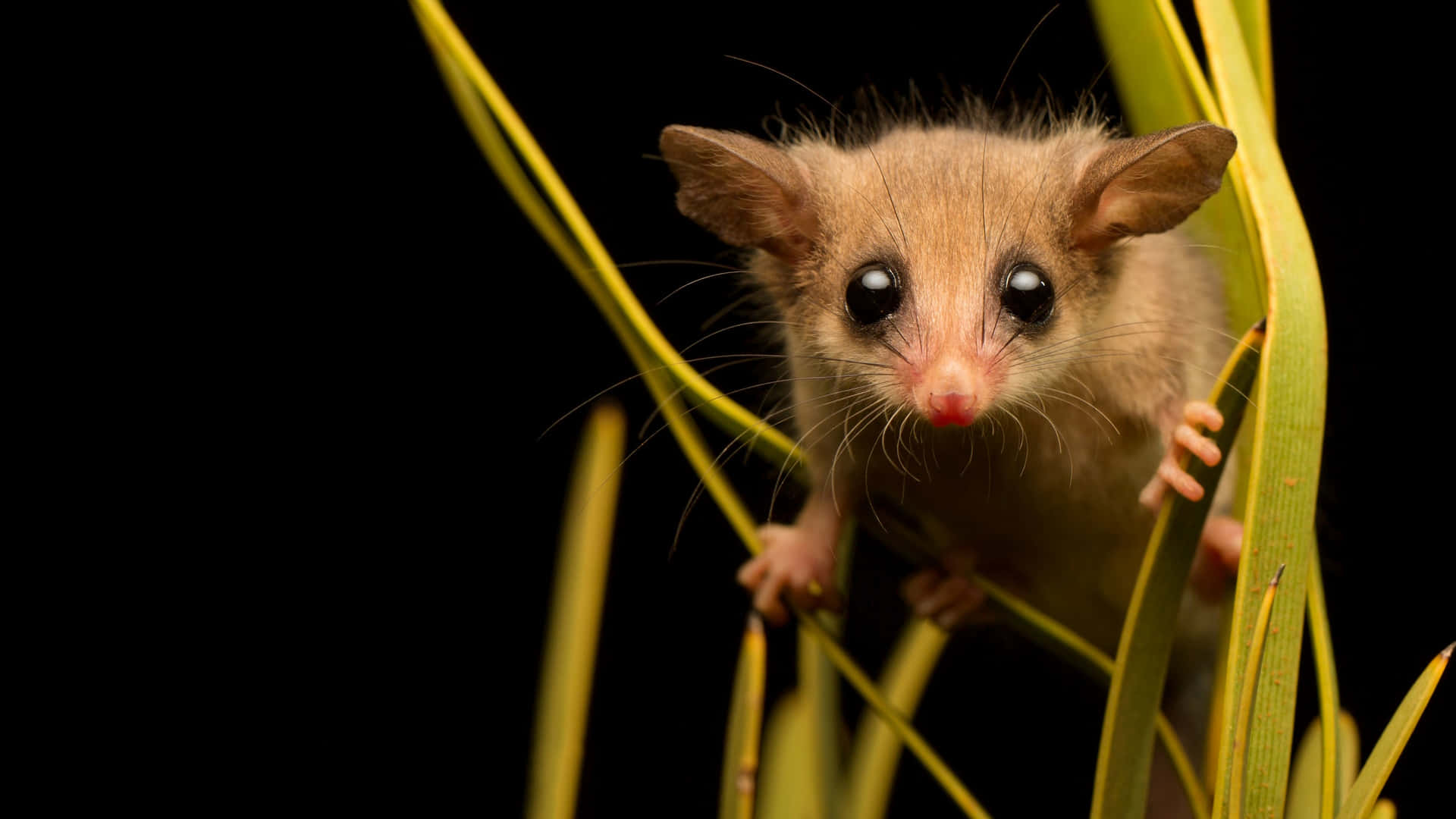 Curious Possumin Nighttime