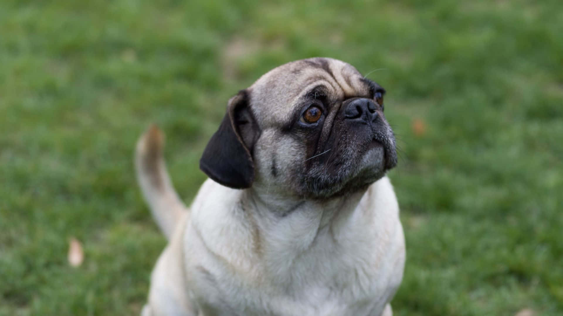 Curious Pug Dog In Grass Background