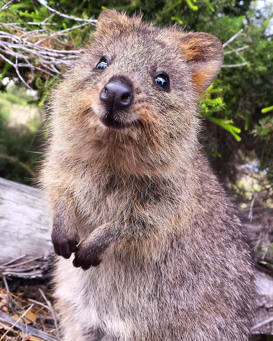 Curious Quokka Up Close