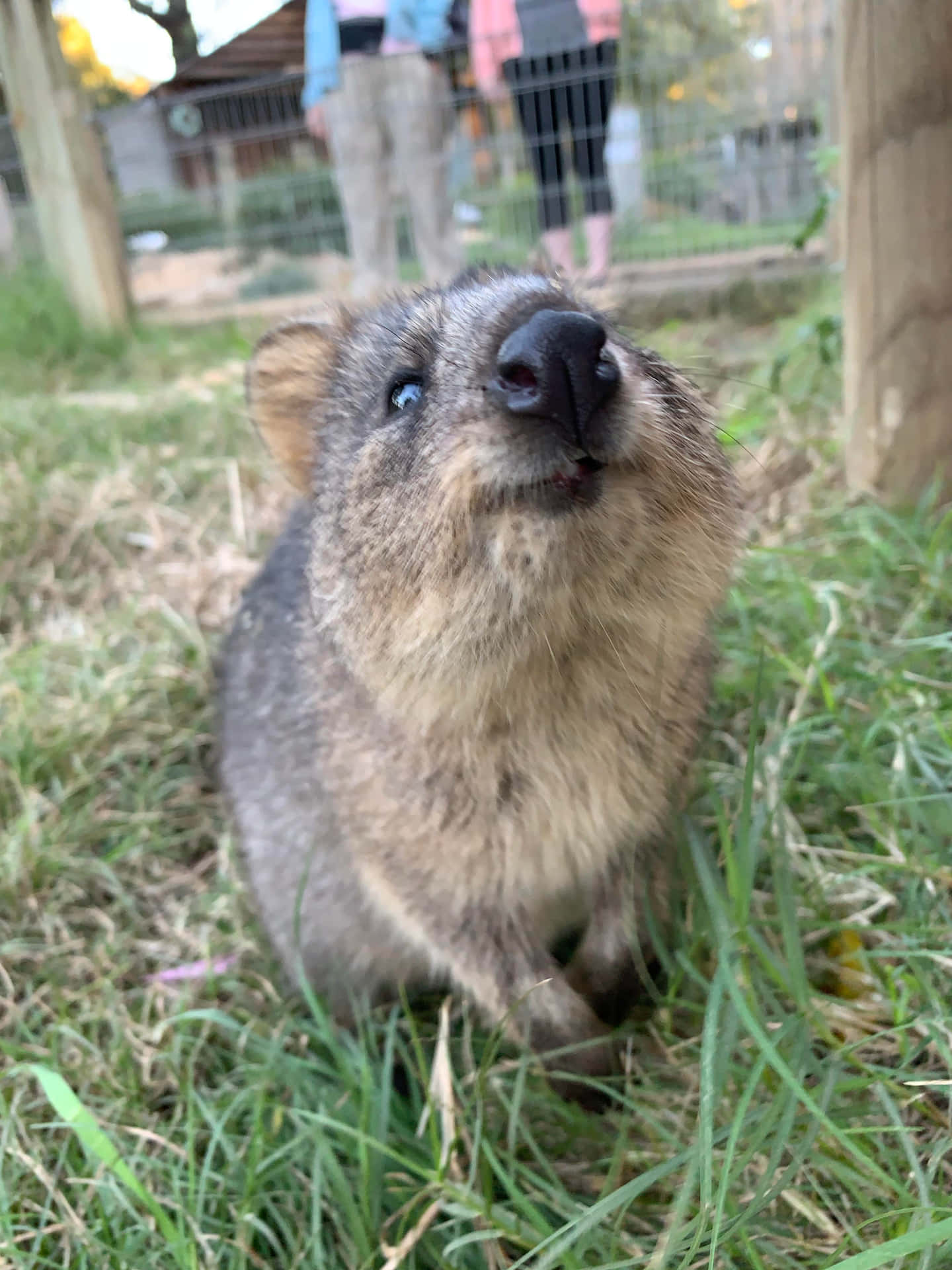 Curious Quokka Up Close.jpg