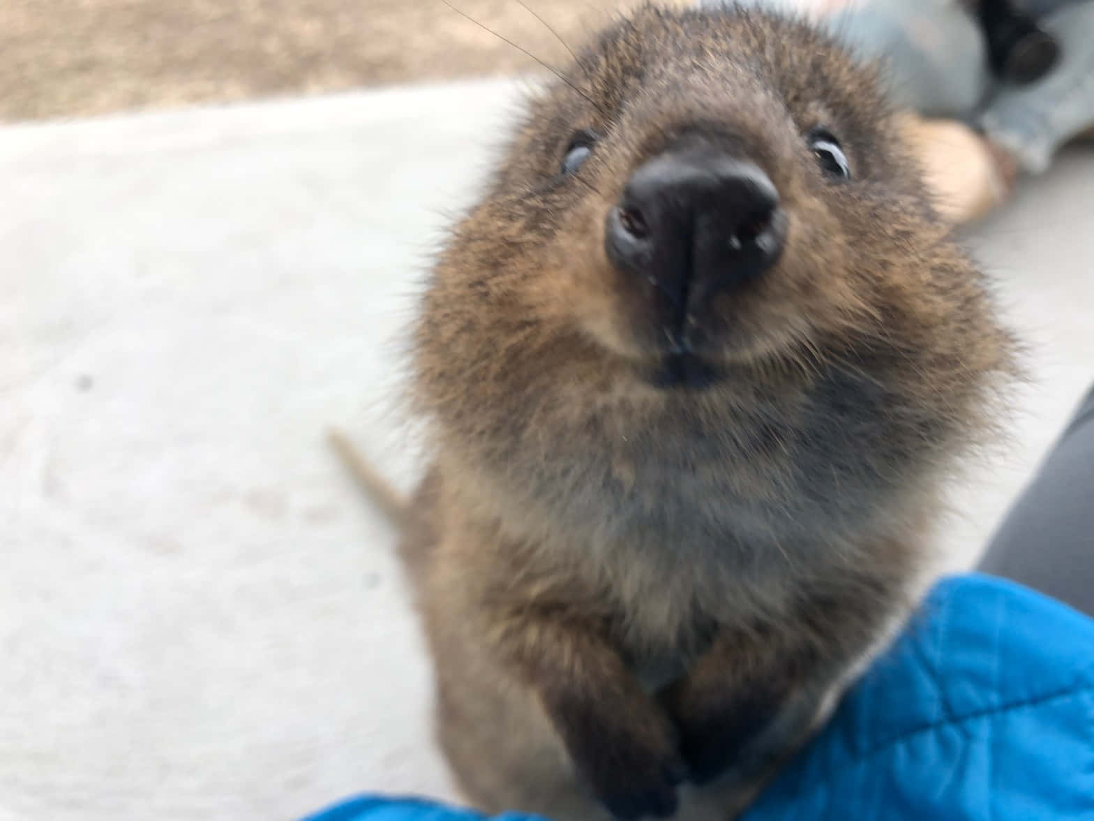 Curious Quokka Up Close.jpg Background