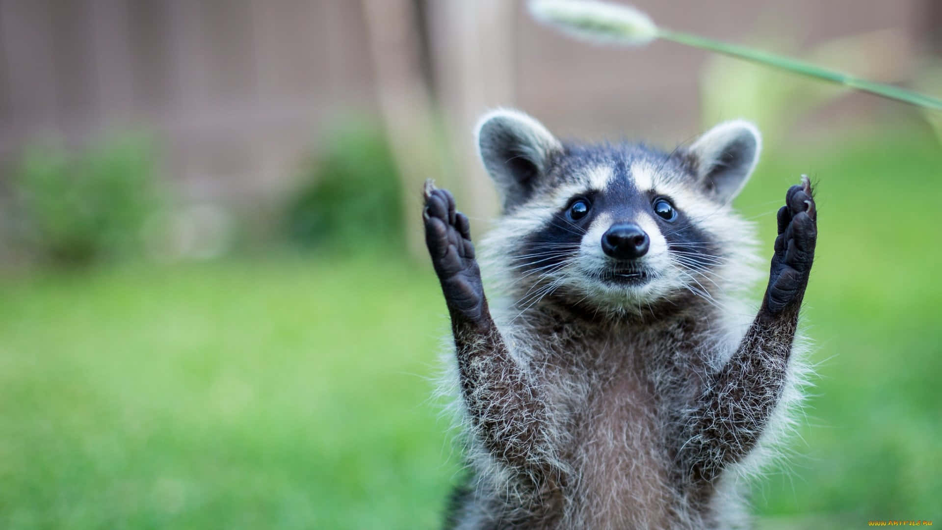 Curious Raccoon Reaching Up.jpg